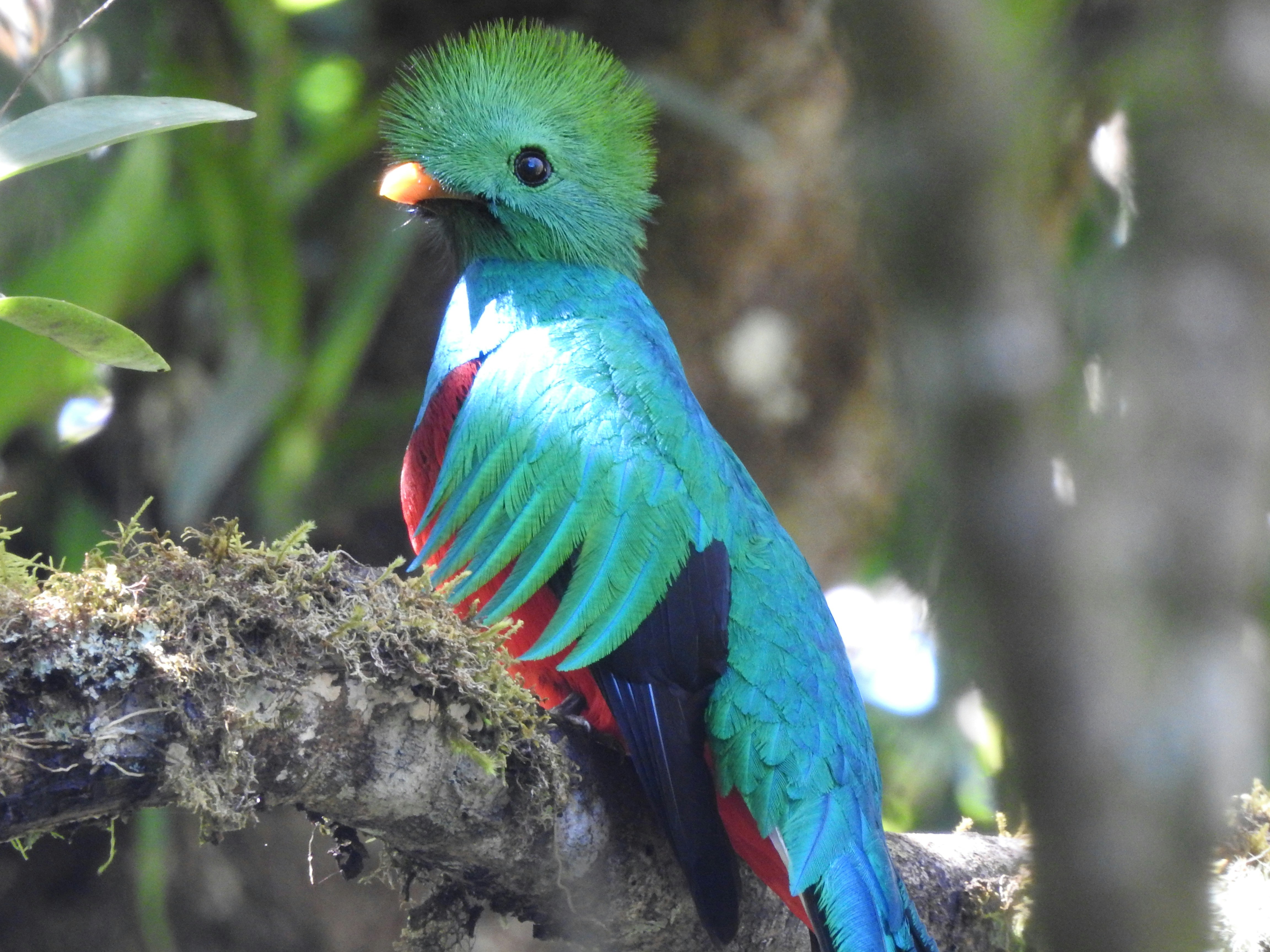A gorgeous quetzal bird perched on a branch.