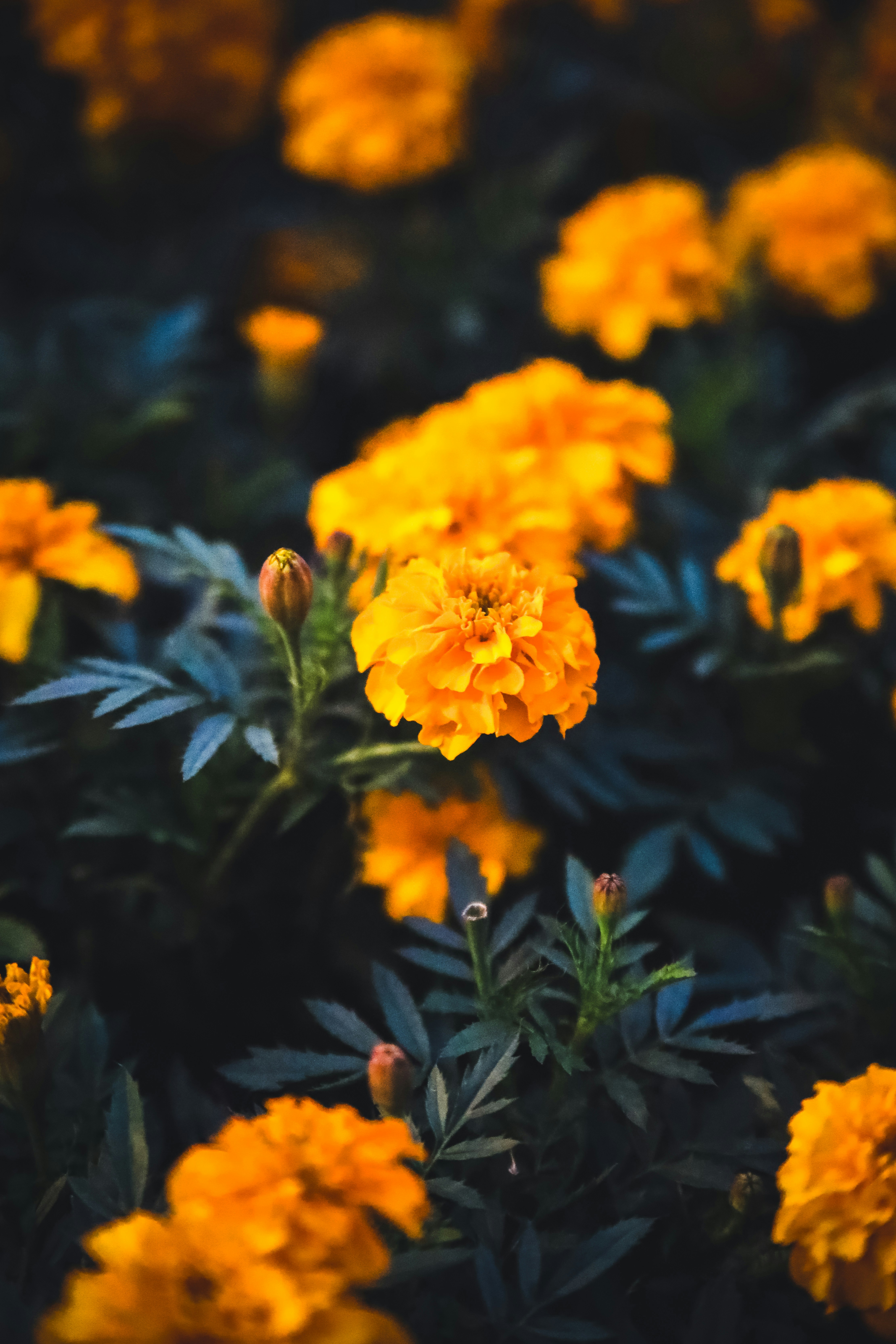 Photo by unclpenguin