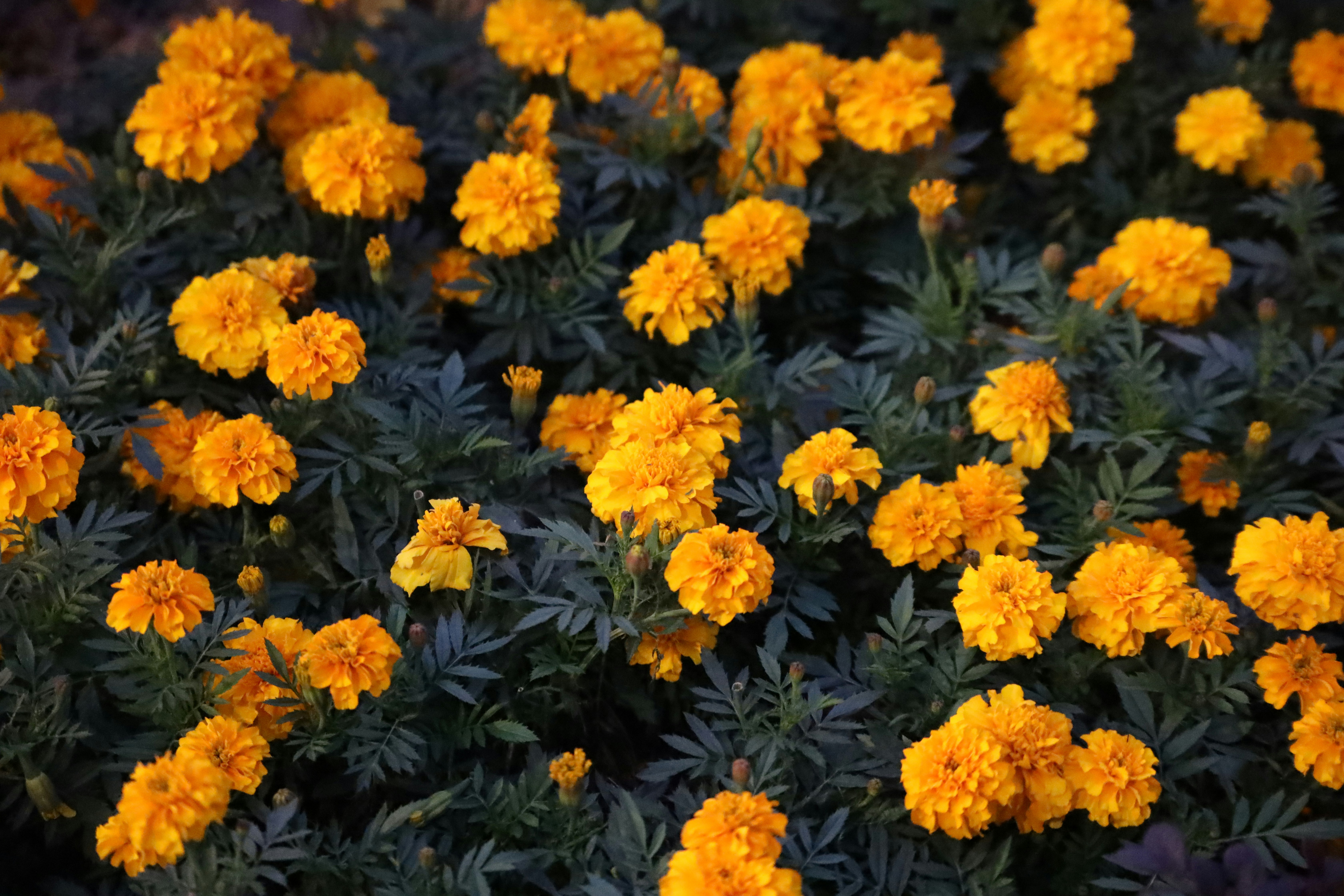 Photo by unclpenguin