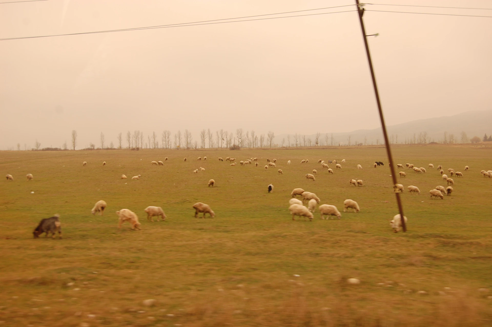A flock of sheep graze in a vast field.