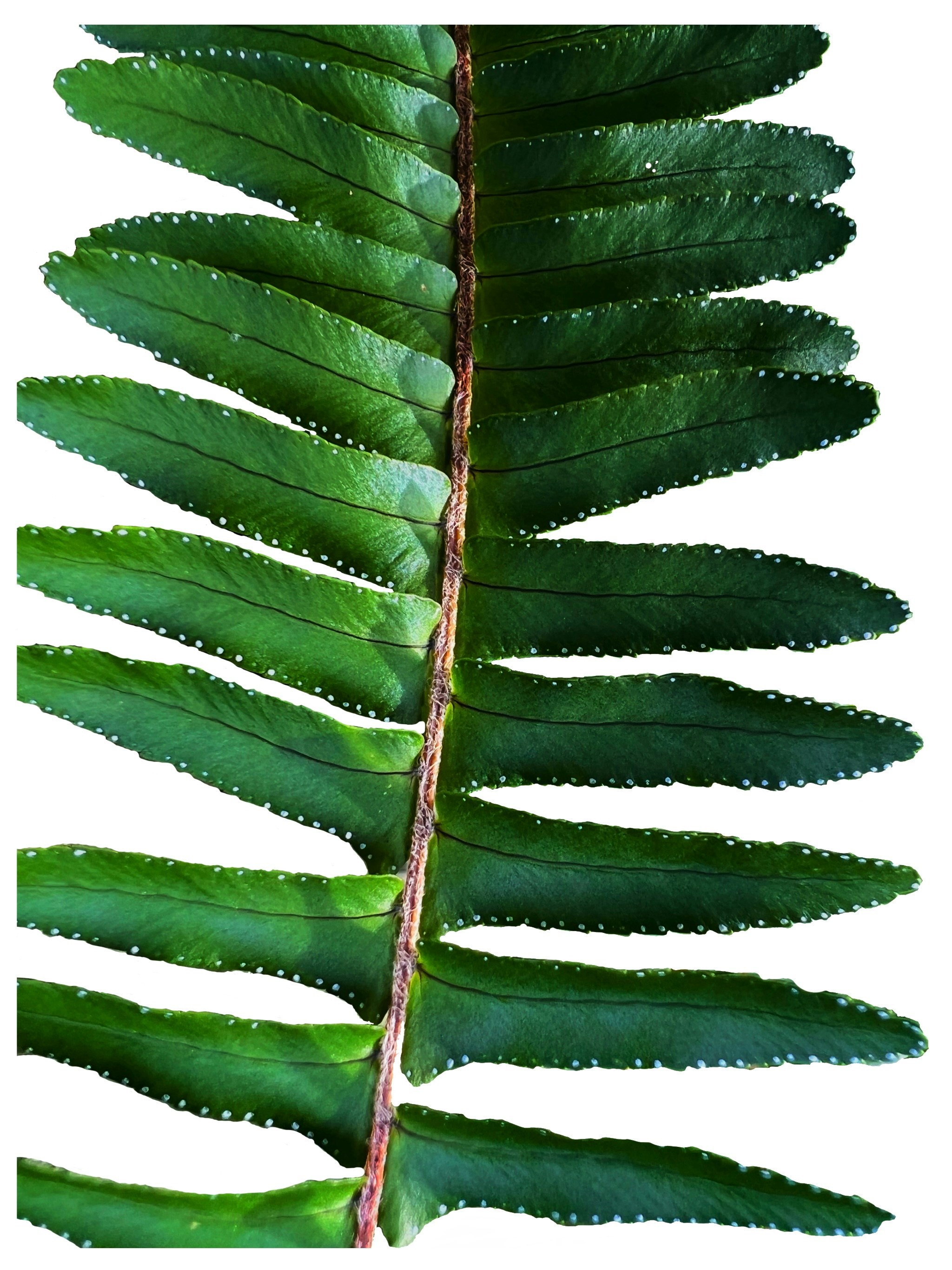 Here is a caption: fern leaf with green leaflets on a white background.