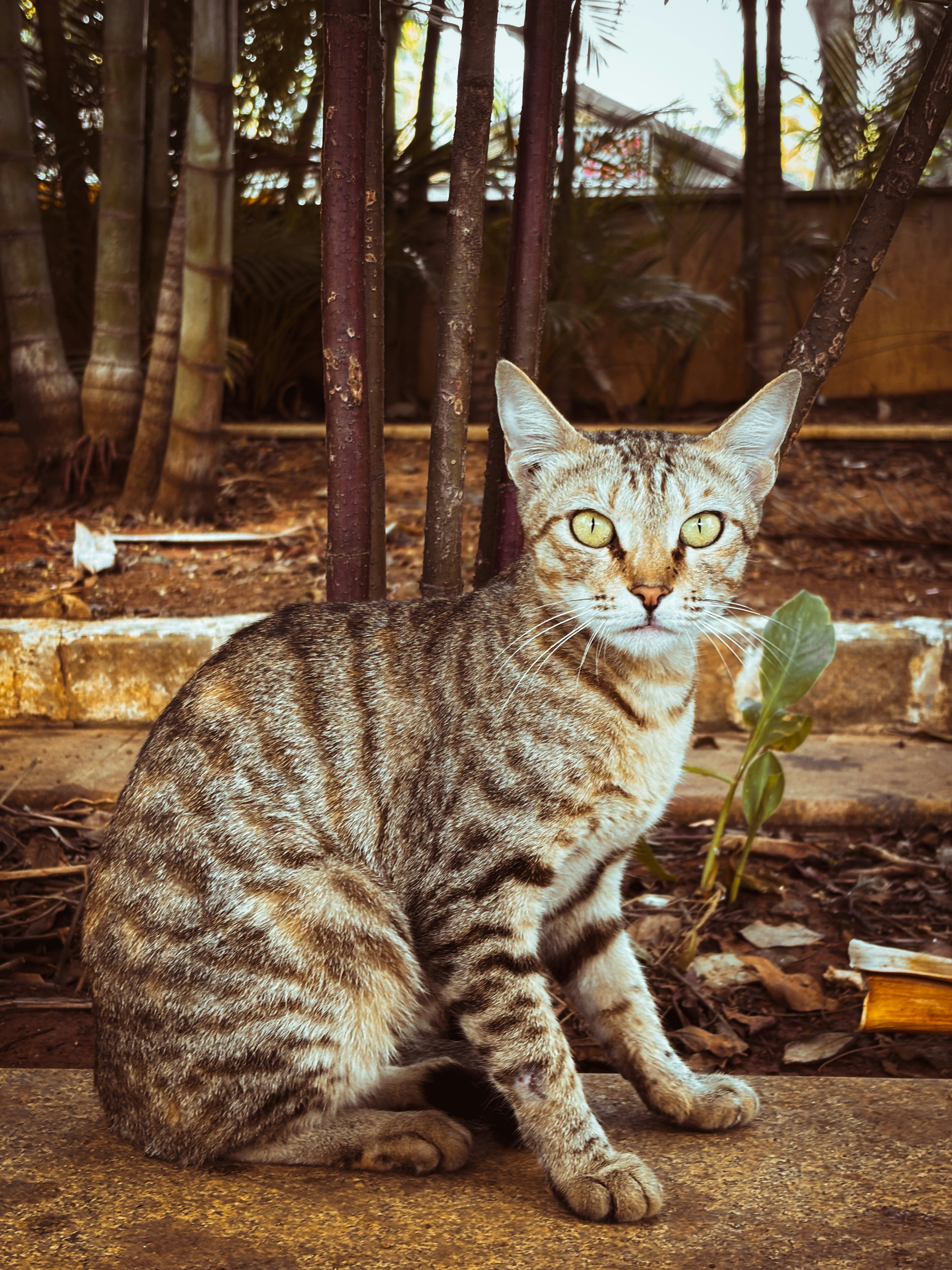 Burmese: The Social Butterfly (image credits: unsplash)