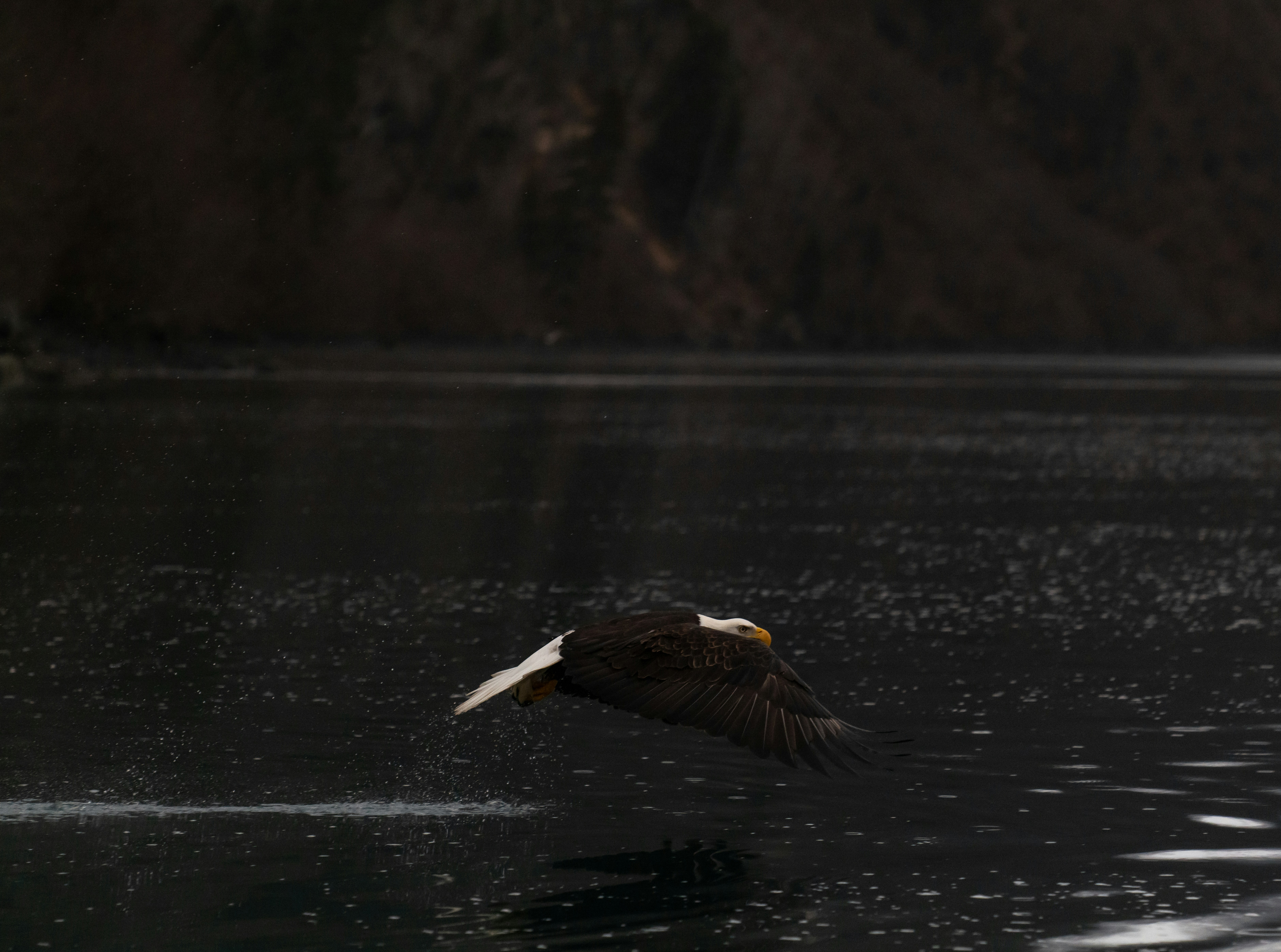 Un aigle s’élève au-dessus de l’eau.