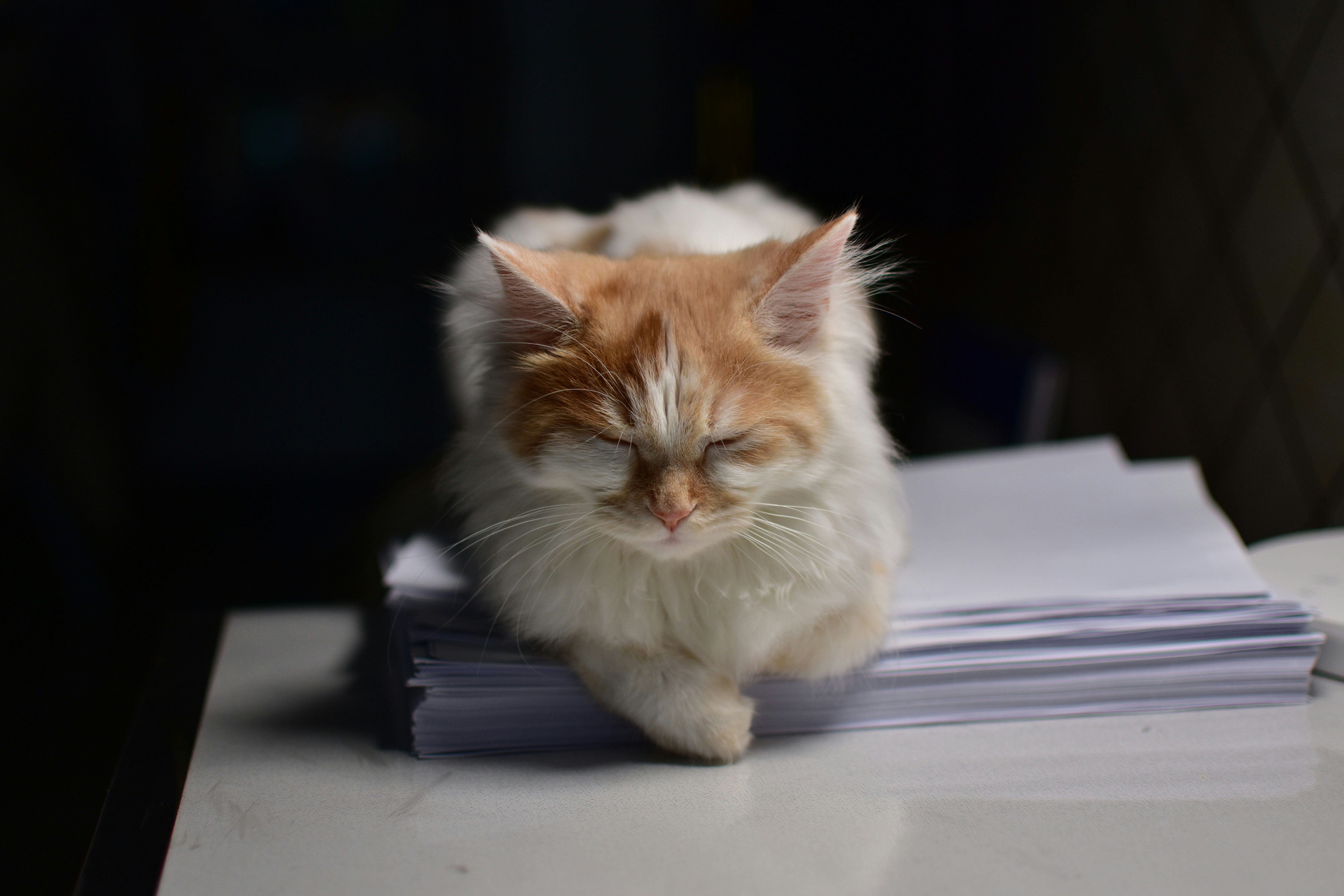 Cat sitting on papers