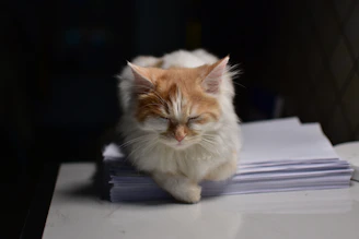 A cat peacefully sits on a stack of papers.
