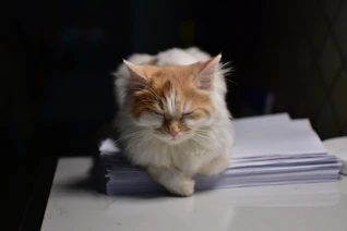 A cat peacefully sits on a stack of papers.