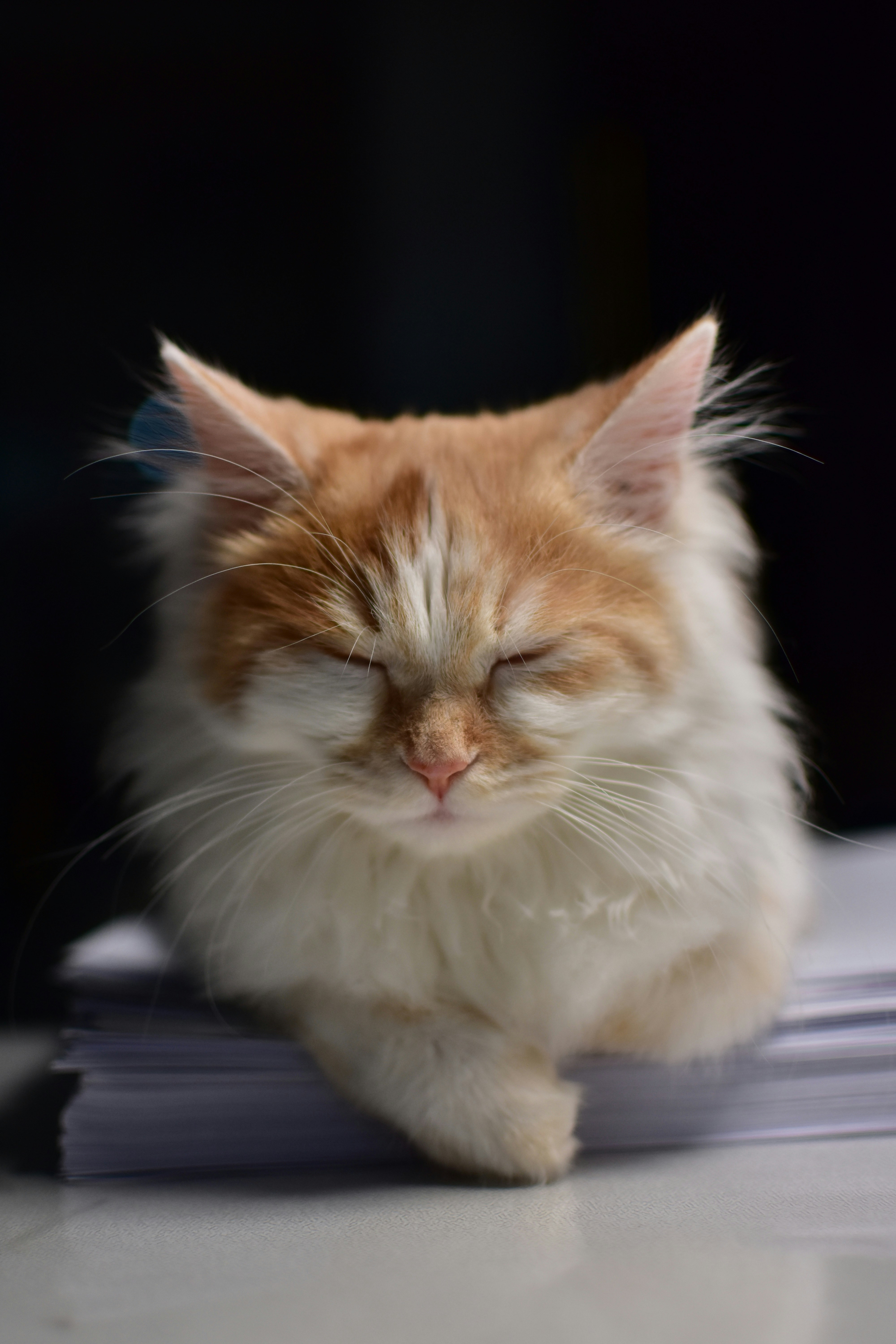 A sleeping cat rests on a stack of papers.
