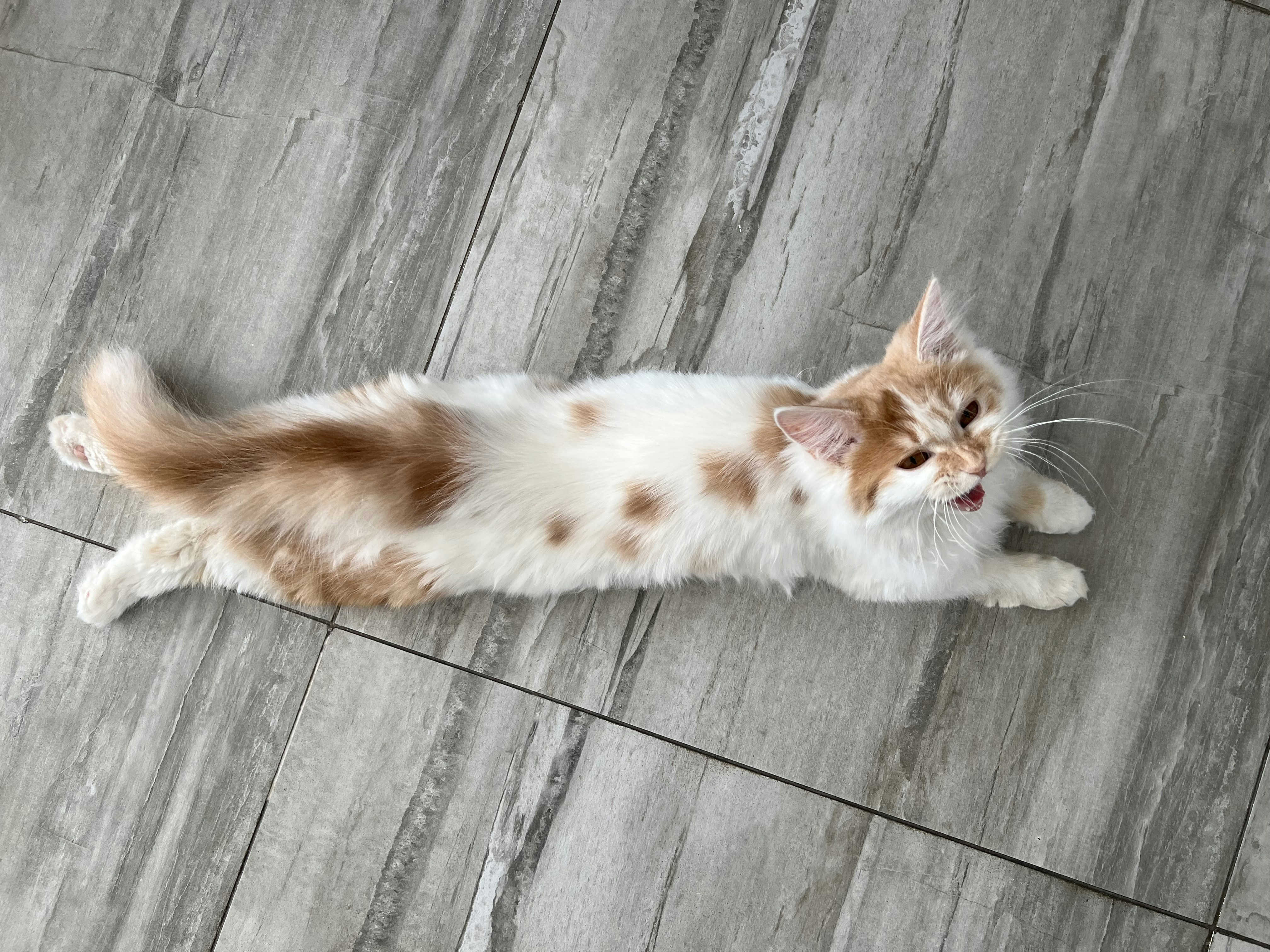 A cute, spotted kitten lying on the floor.