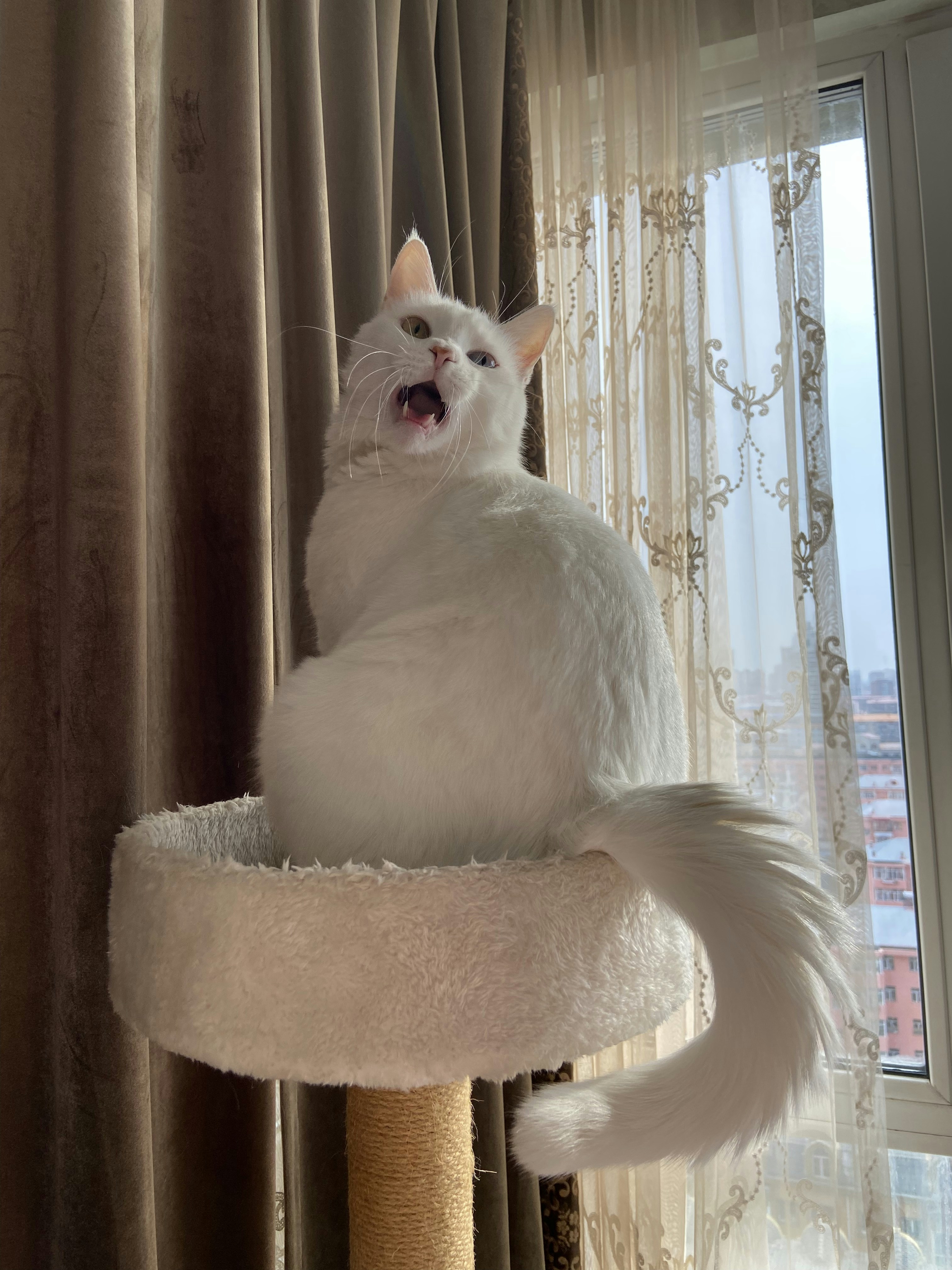A white cat yawning on its cat tree.