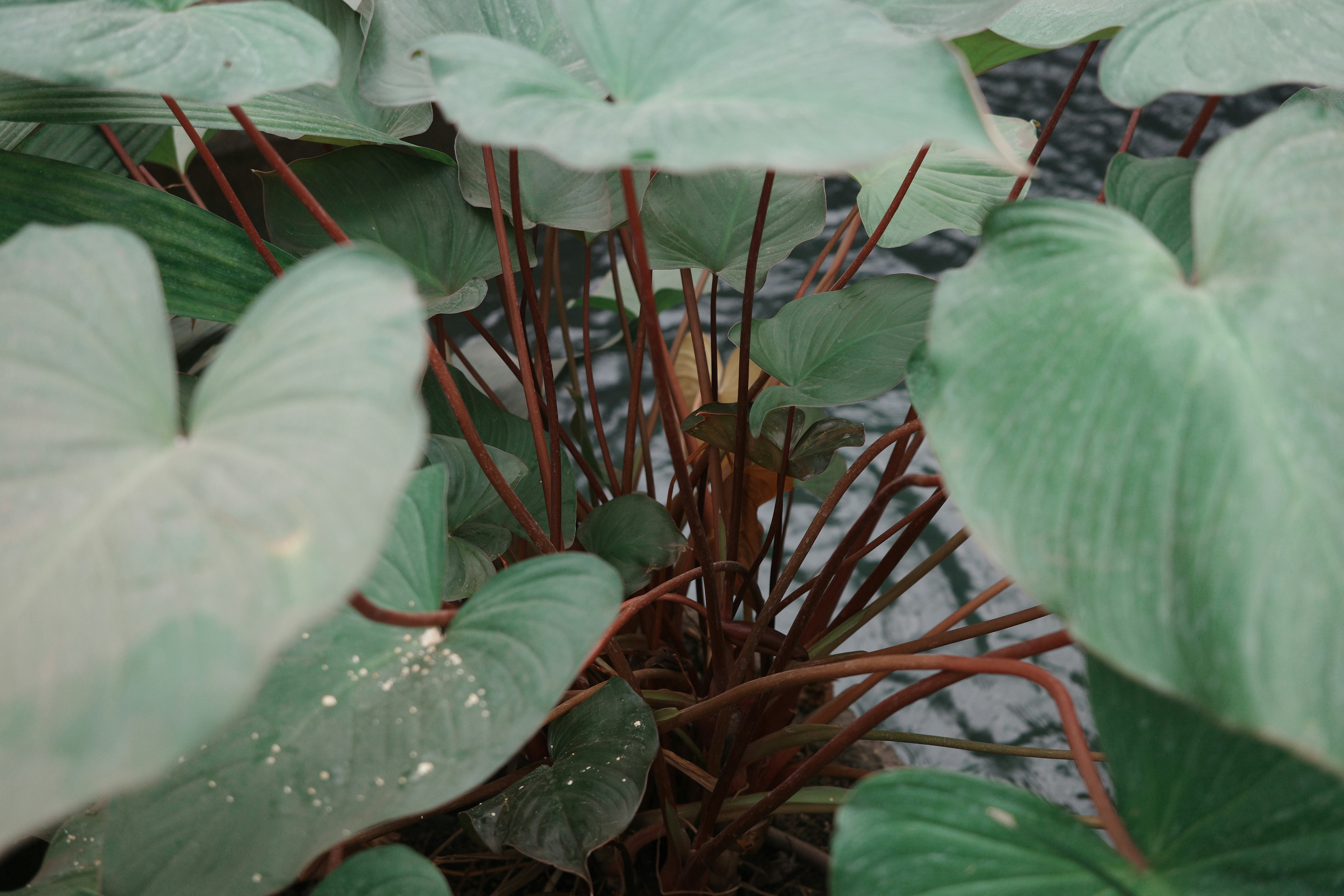 Photo by virginiaphotostories