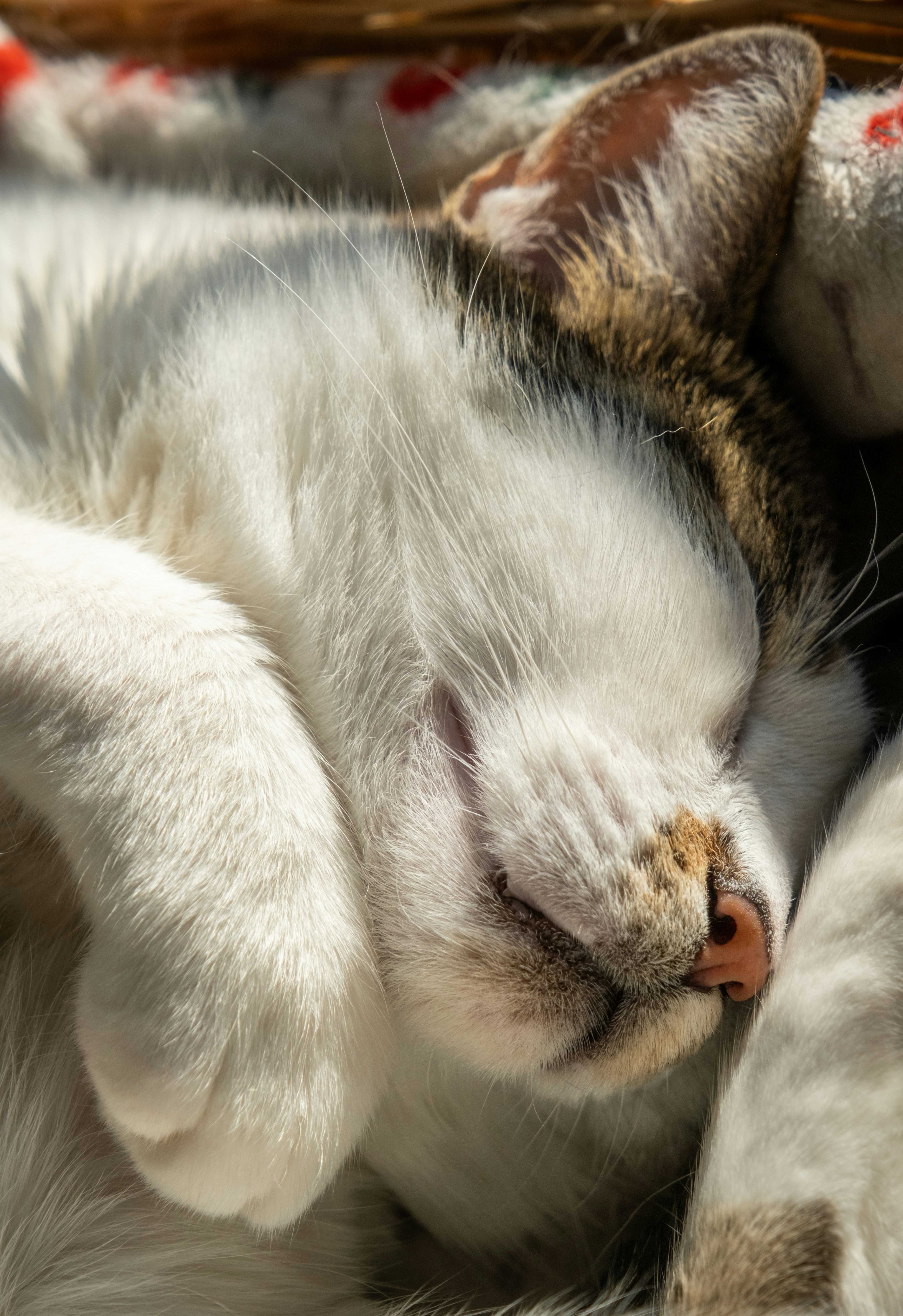 Photo by francesco_ungaro