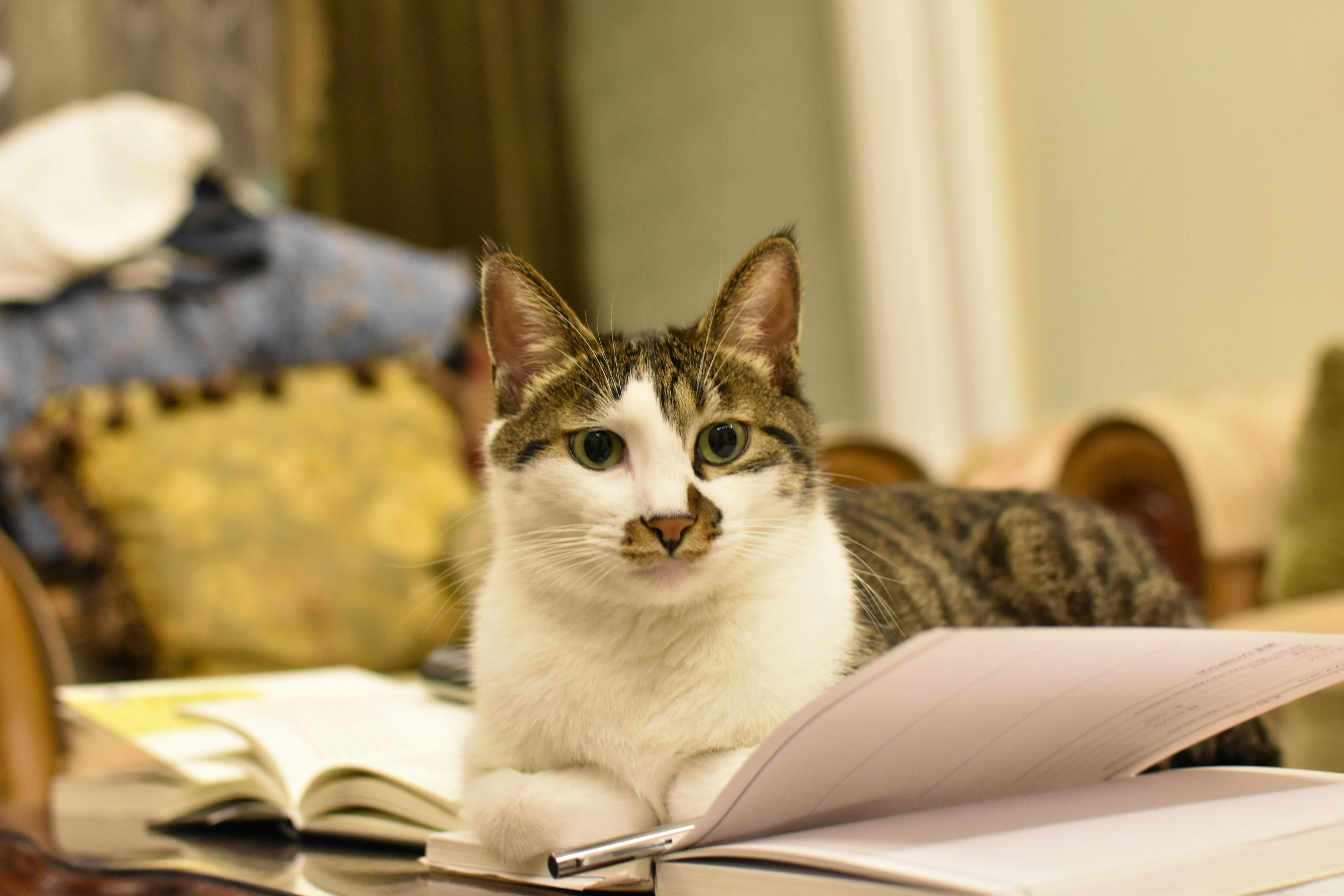 Cat rests on books, looking at the camera