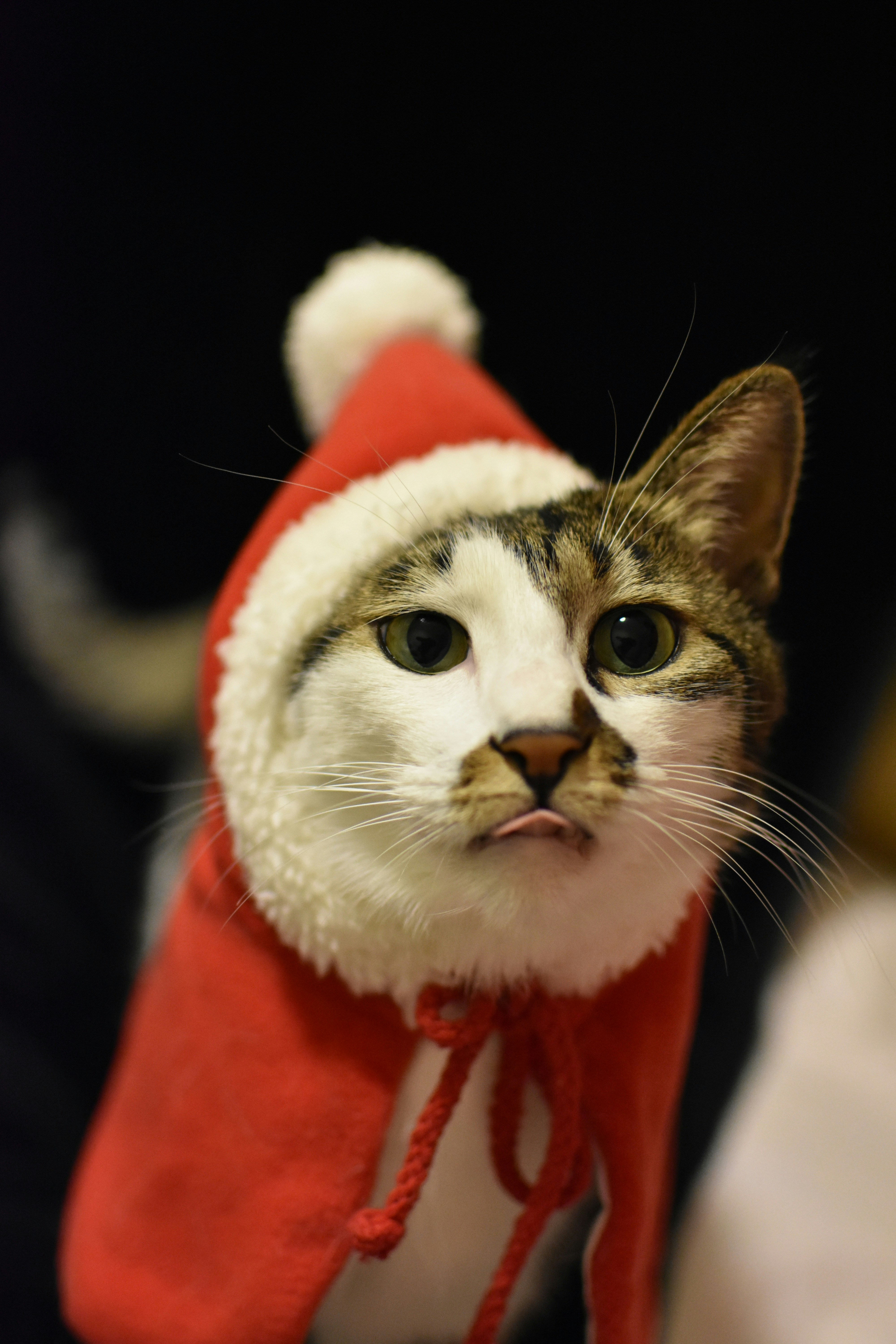 Santa cat is ready for the holidays!