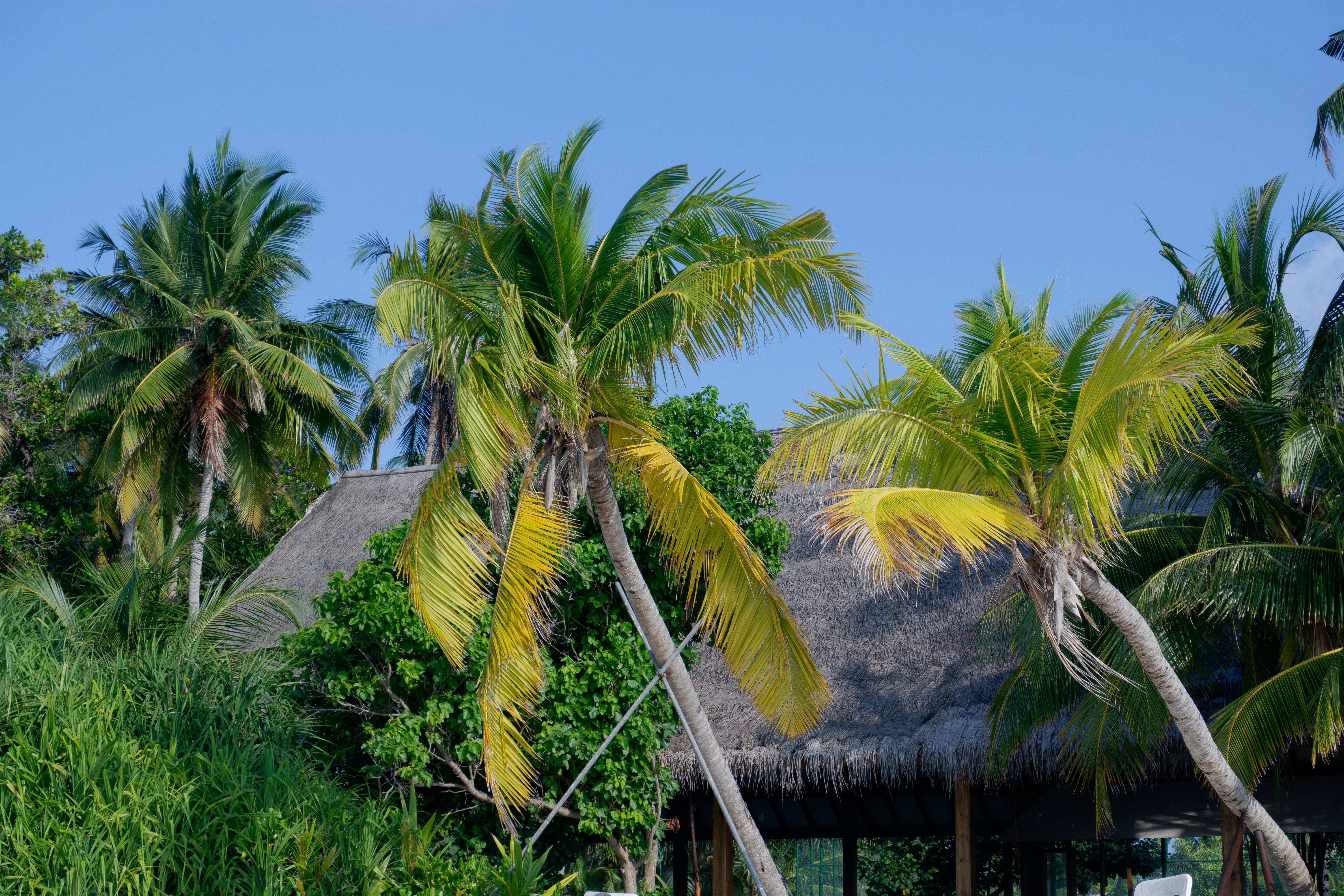 Palm trees near hut