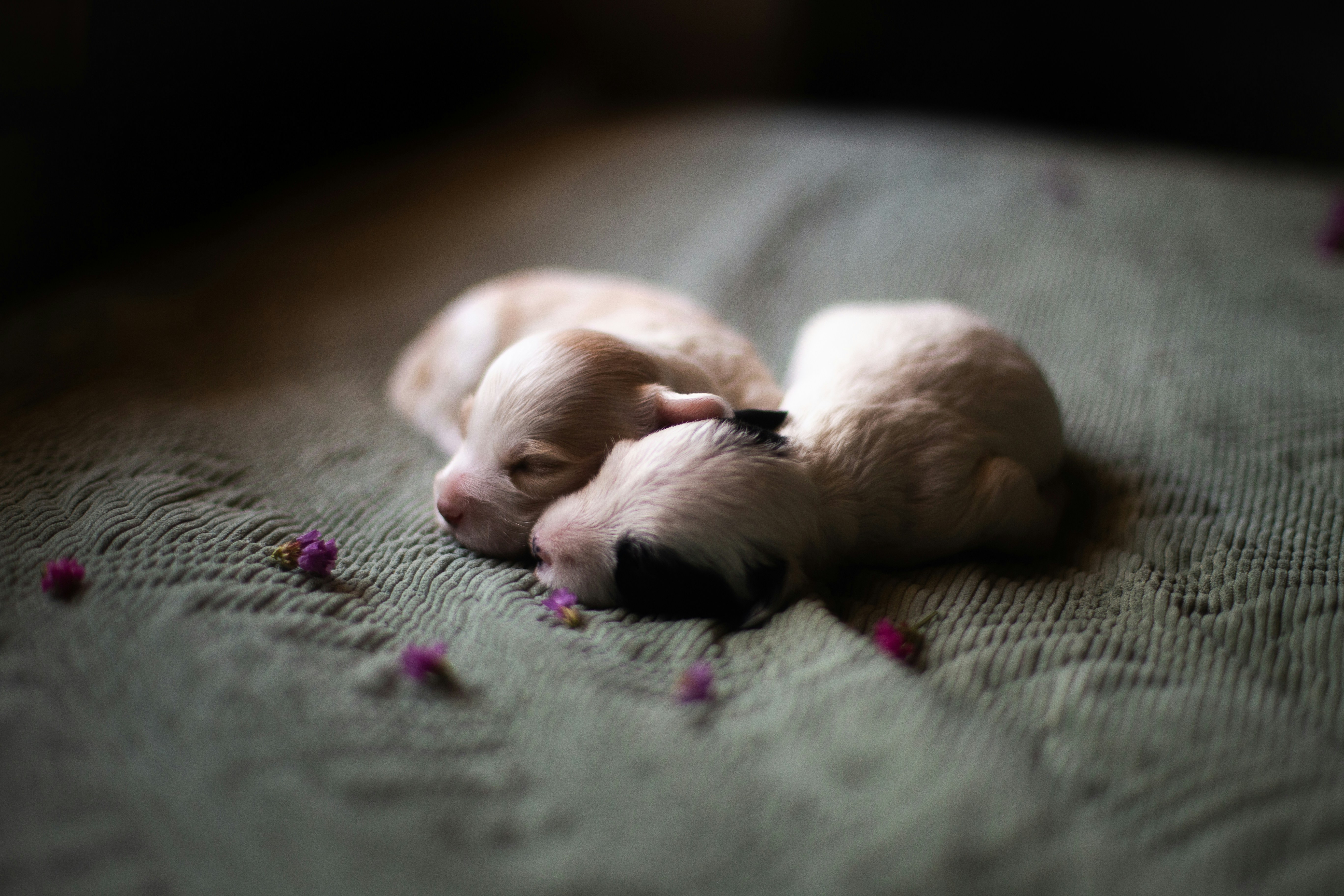 Dog and Guinea Pig: Gentle Giants and Tiny Friends (image credits: unsplash)