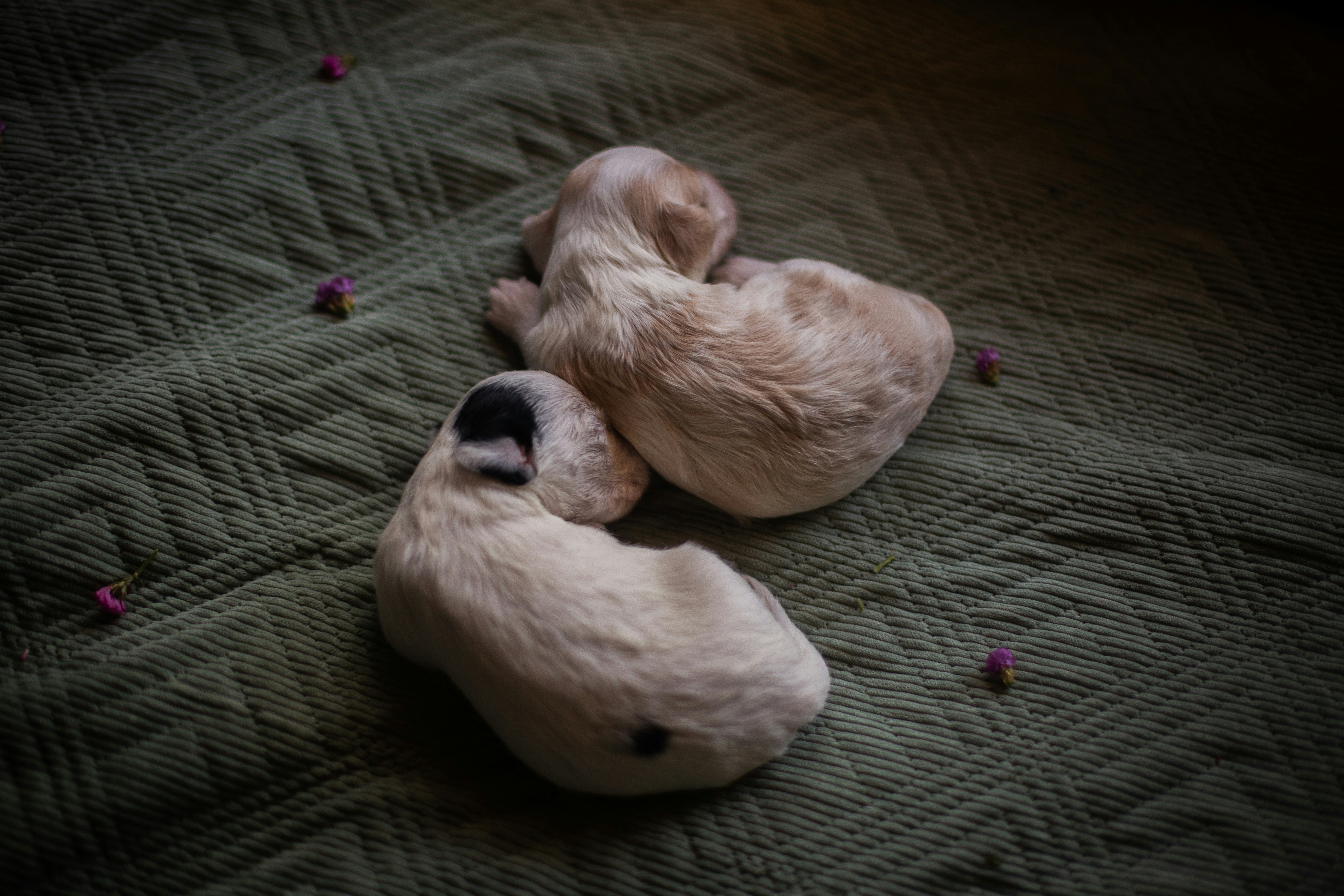 Two curled-up puppies are sleeping peacefully on a blanket.