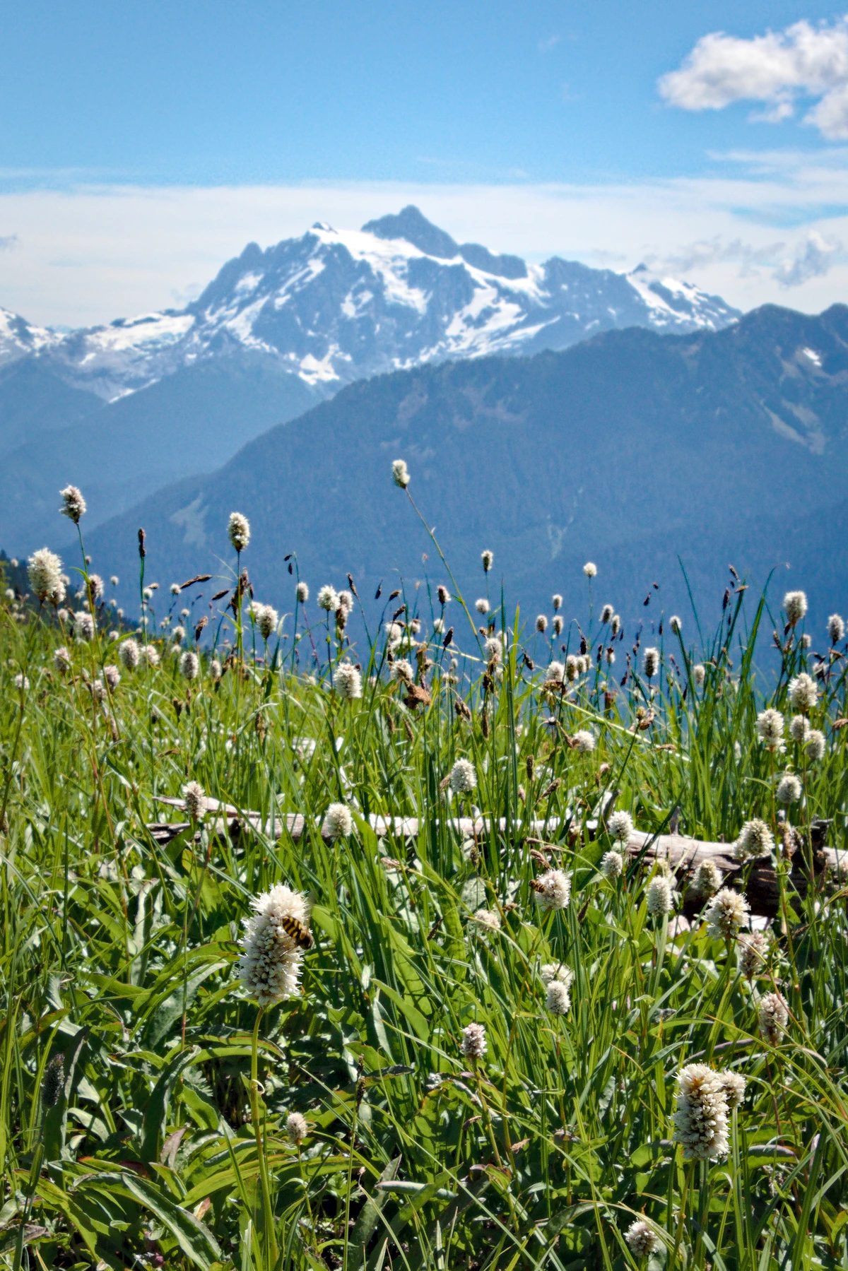 Flowers bloom in front of a snowy mountain
