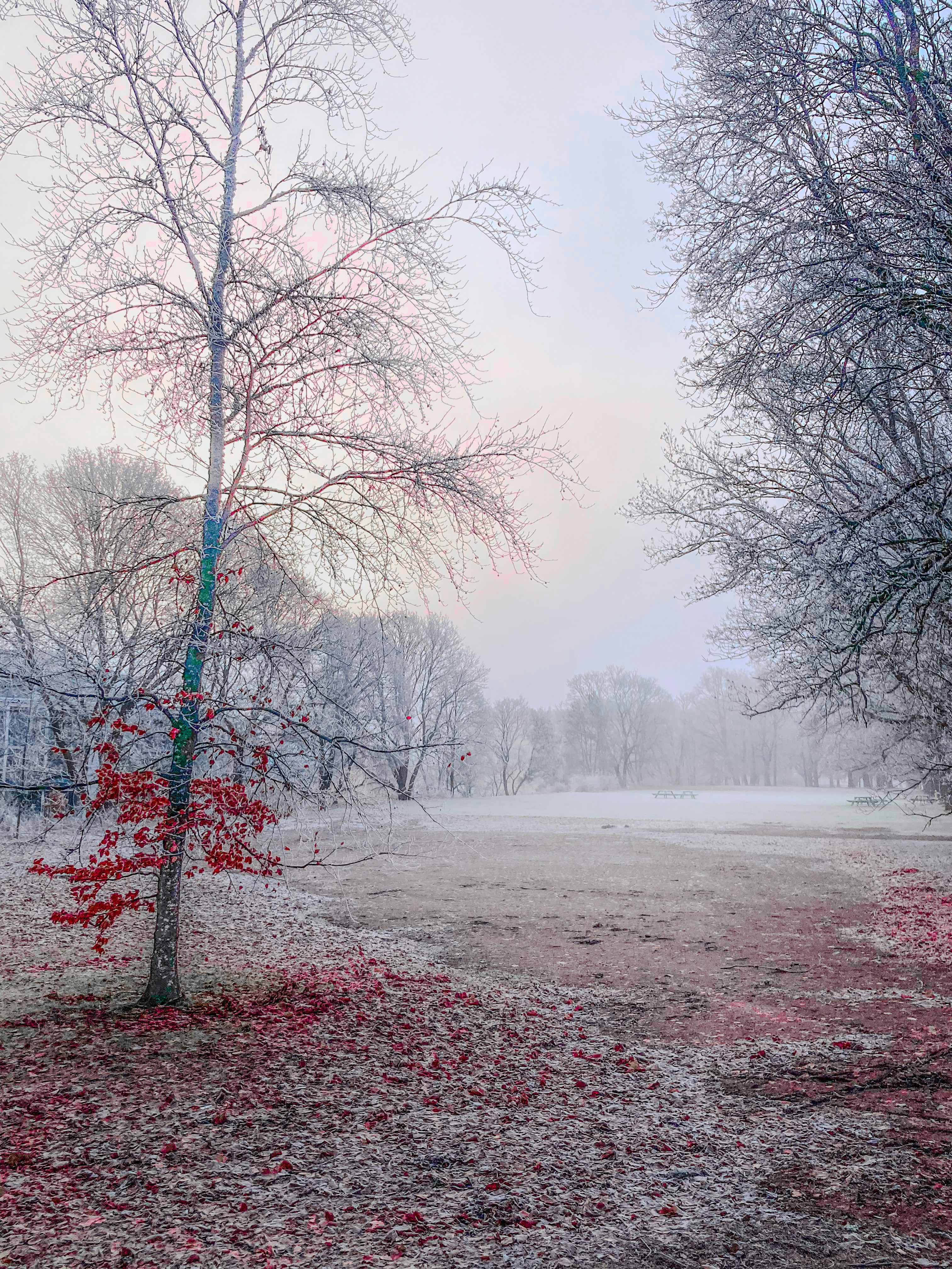 A frosty field with bare trees and red accents.