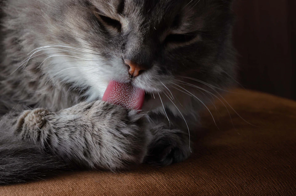 A gray and white cat is captured in a moment of tranquility, with its head resting on its front paws while it licks itself. The cat's pink tongue is visible as it grooms itself, adding a touch of color to the scene. The cat is comfortably nestled against a brown surface, possibly a couch or chair, and appears to be in a relaxed state.