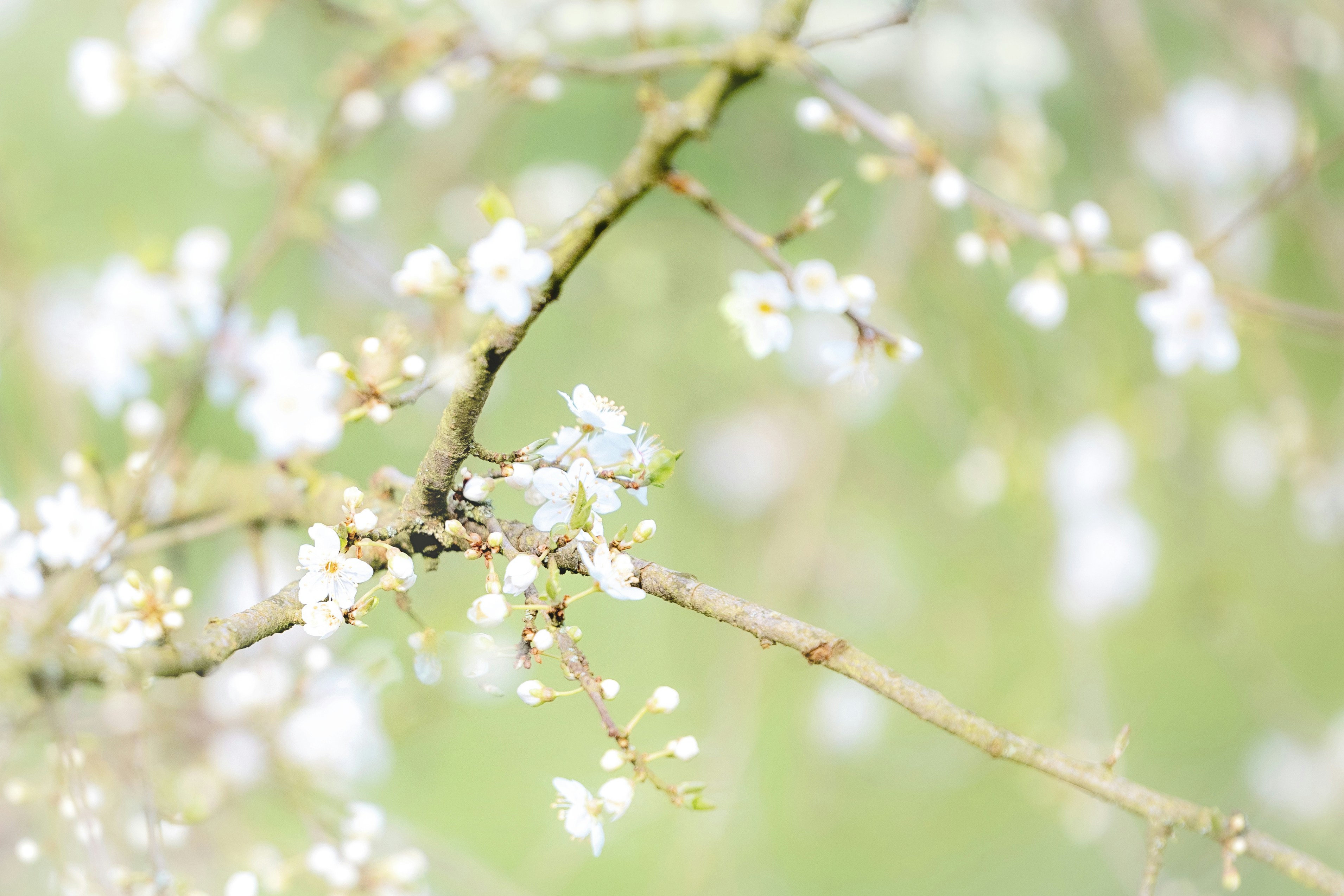 White blossoms bloom on a tree branch.