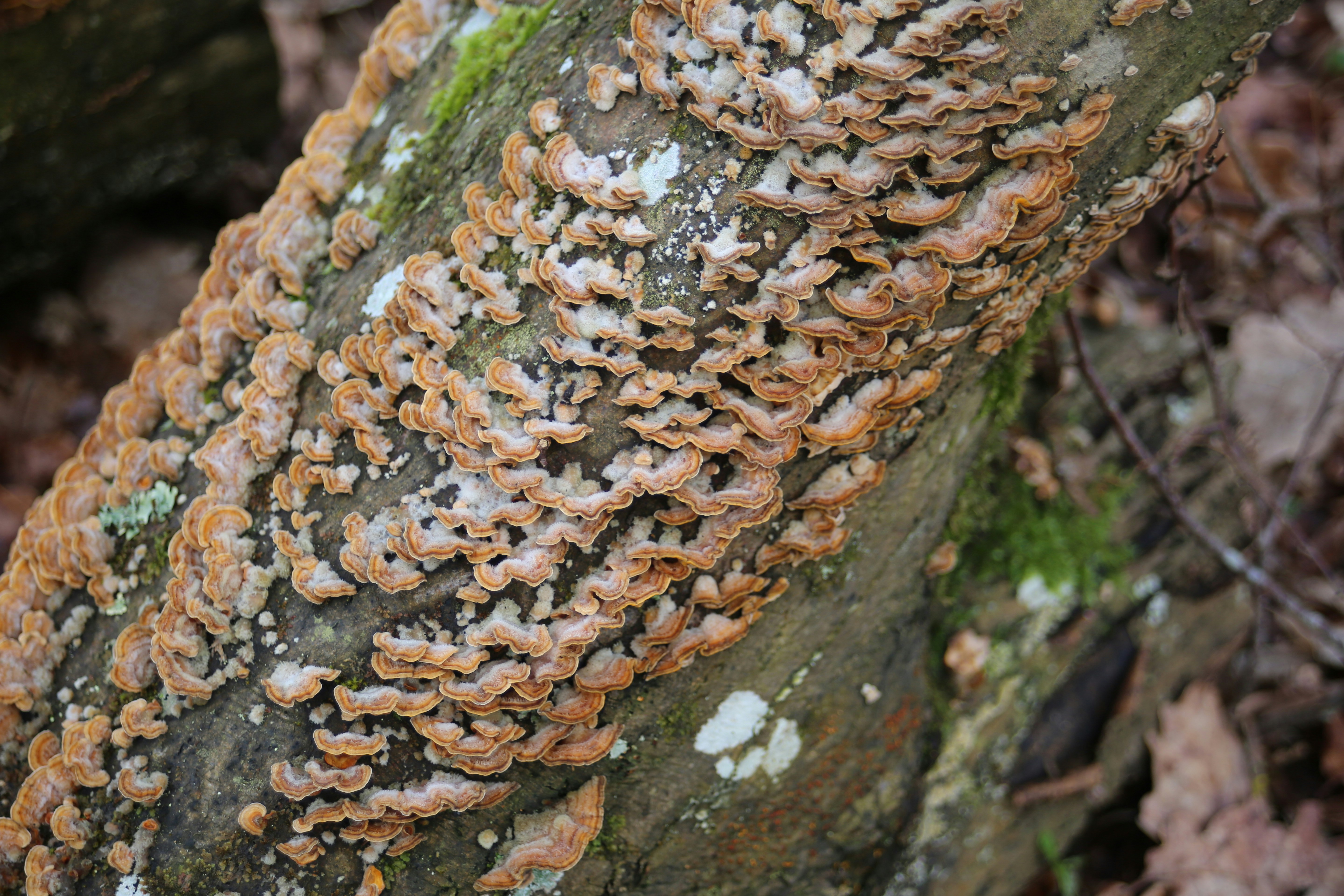 Photo by tykeofyorkshire