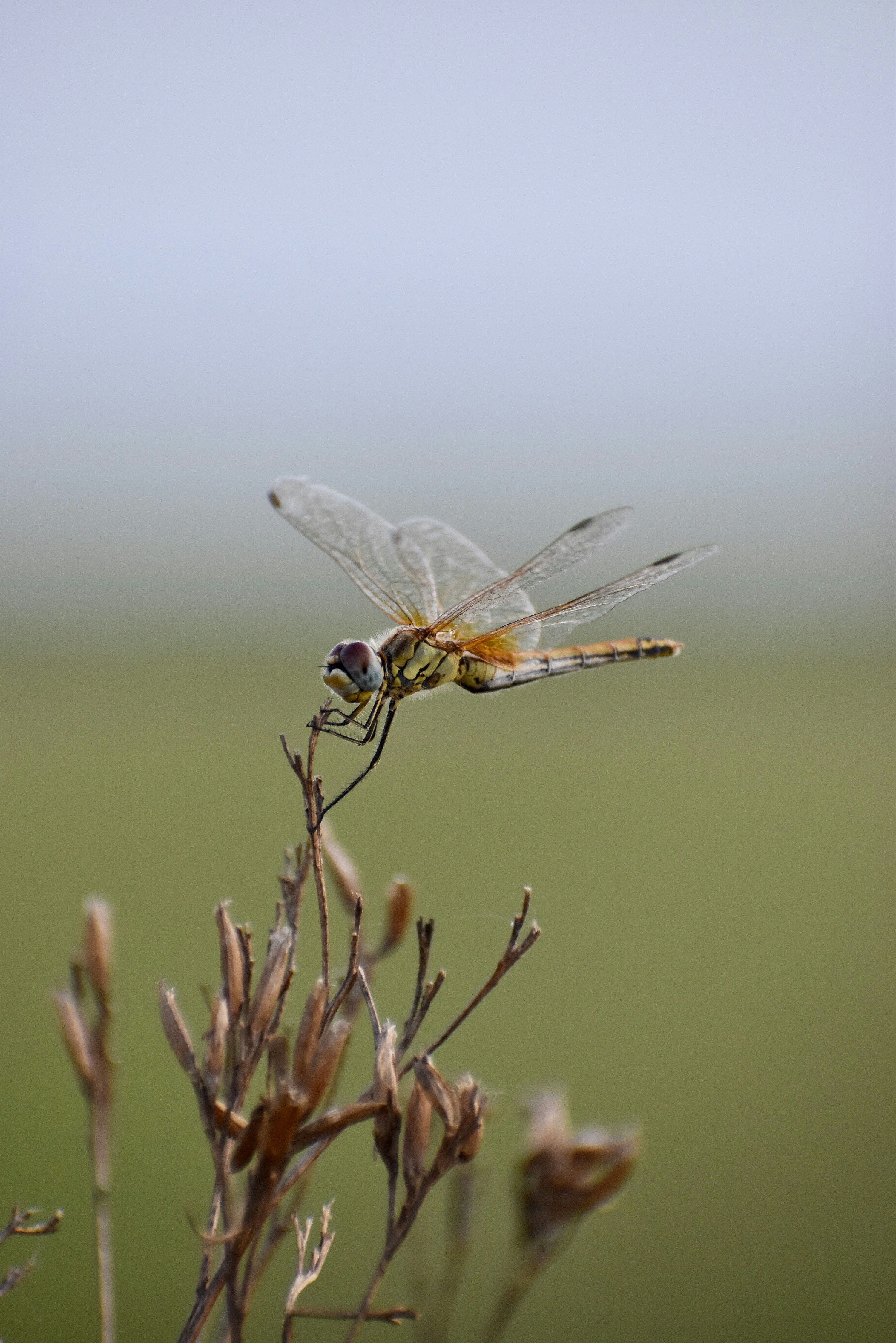 A dragonfly rests on a slender plant.