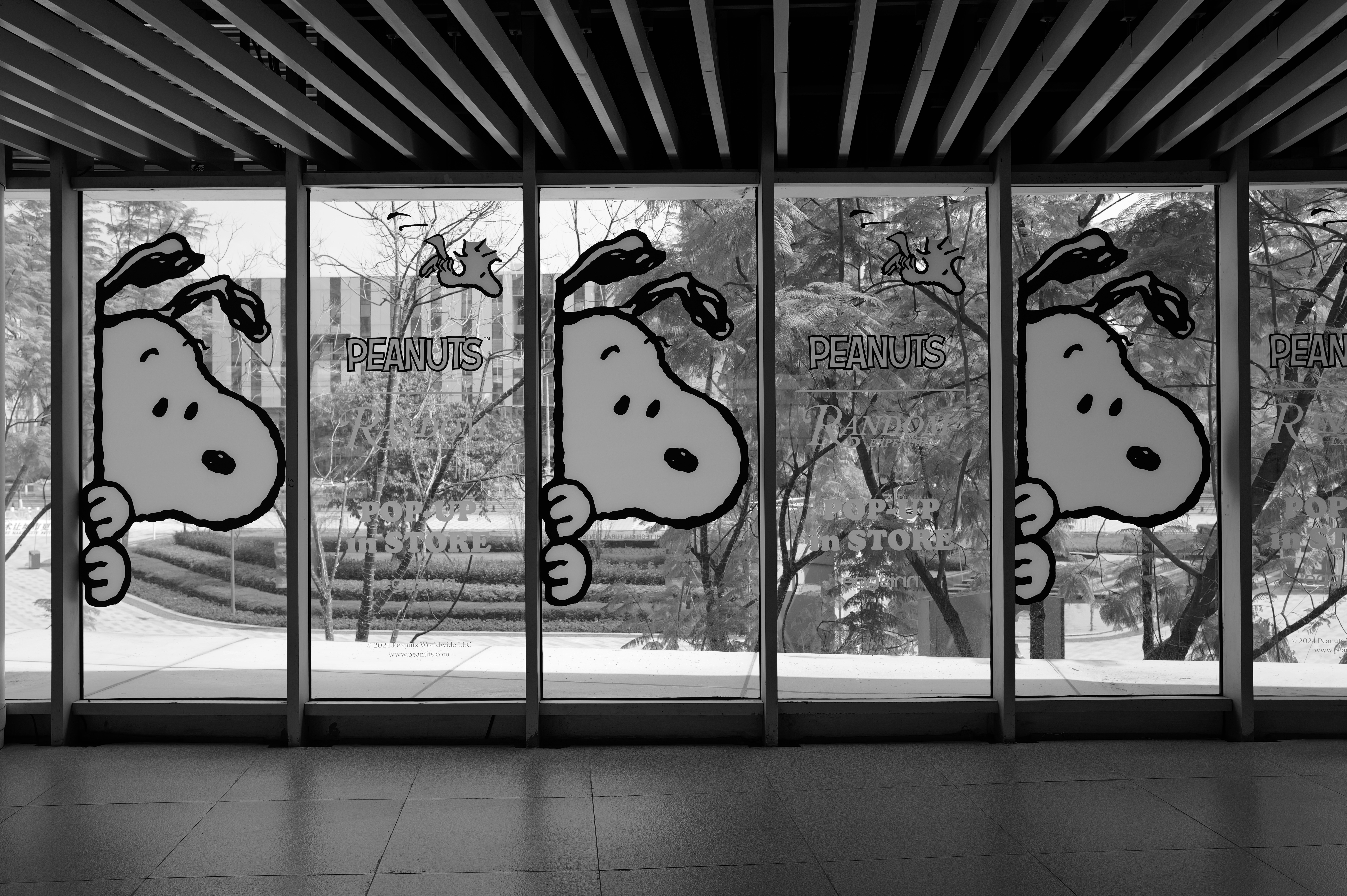 Snoopy peeks out from behind glass windows. photo – Free Human Image on ...