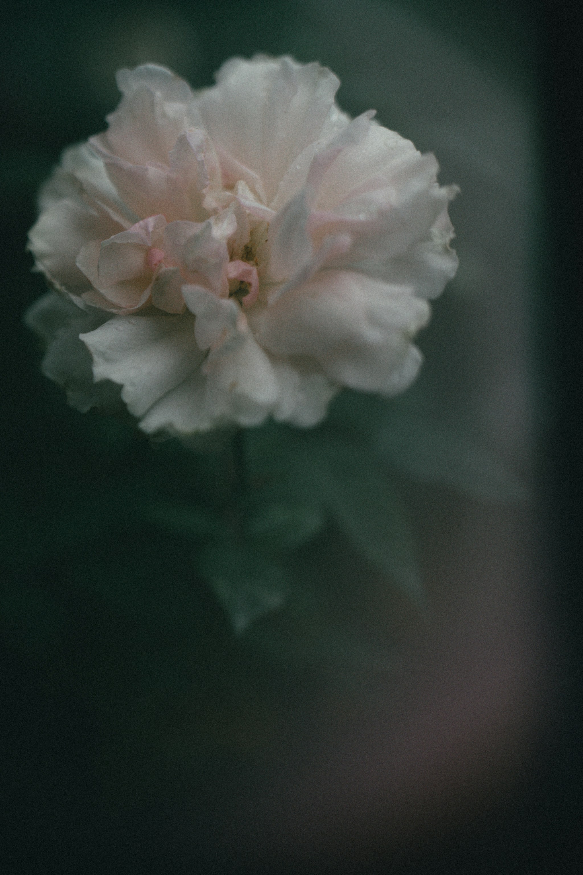 Photo by tuan0_12
