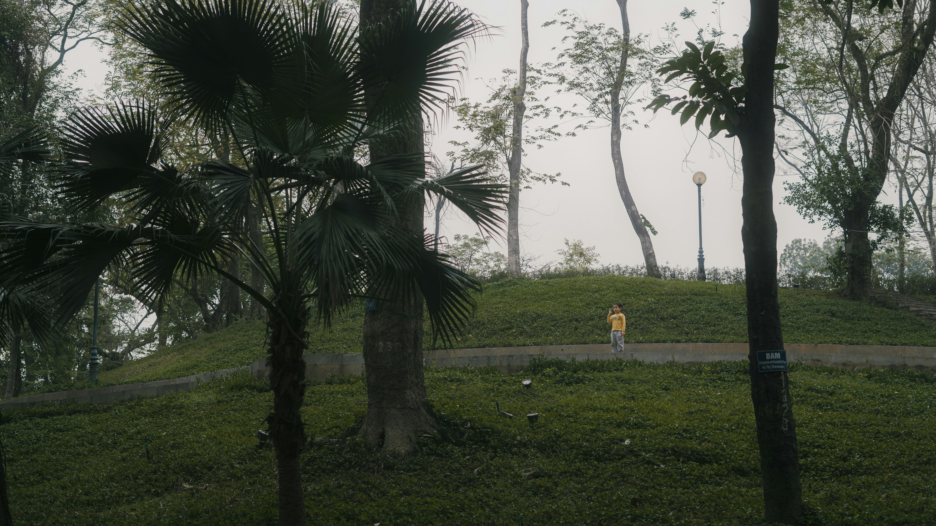 Person walks on a path through a foggy park.