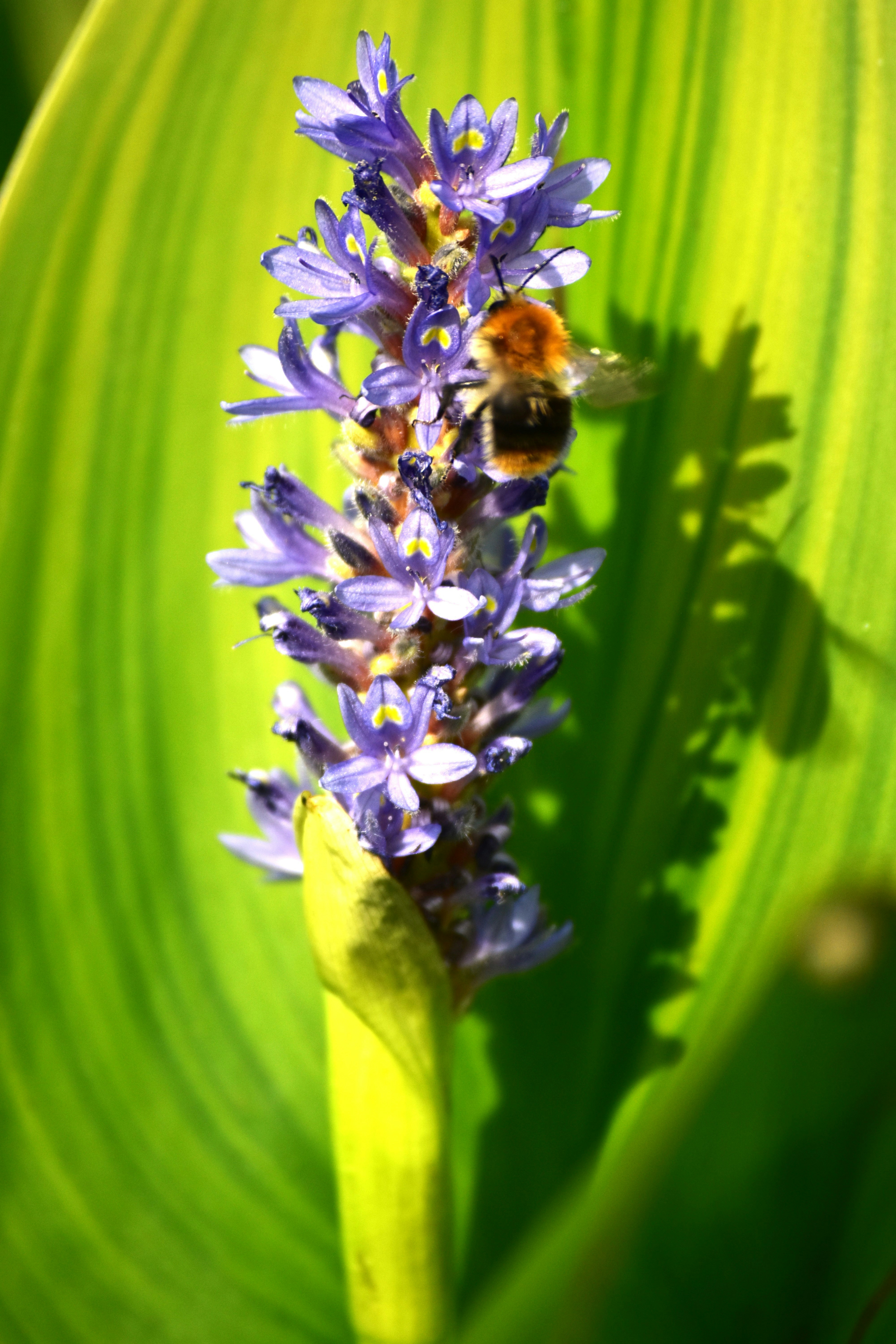 A bee is collecting nectar from a purple flower.