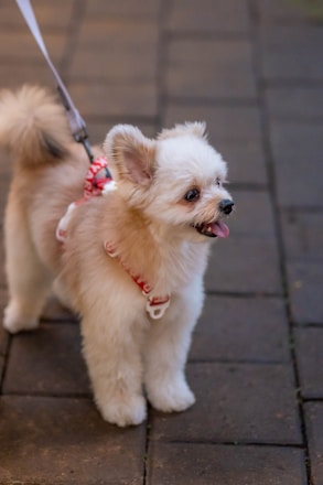 A cute dog on a leash smiles.