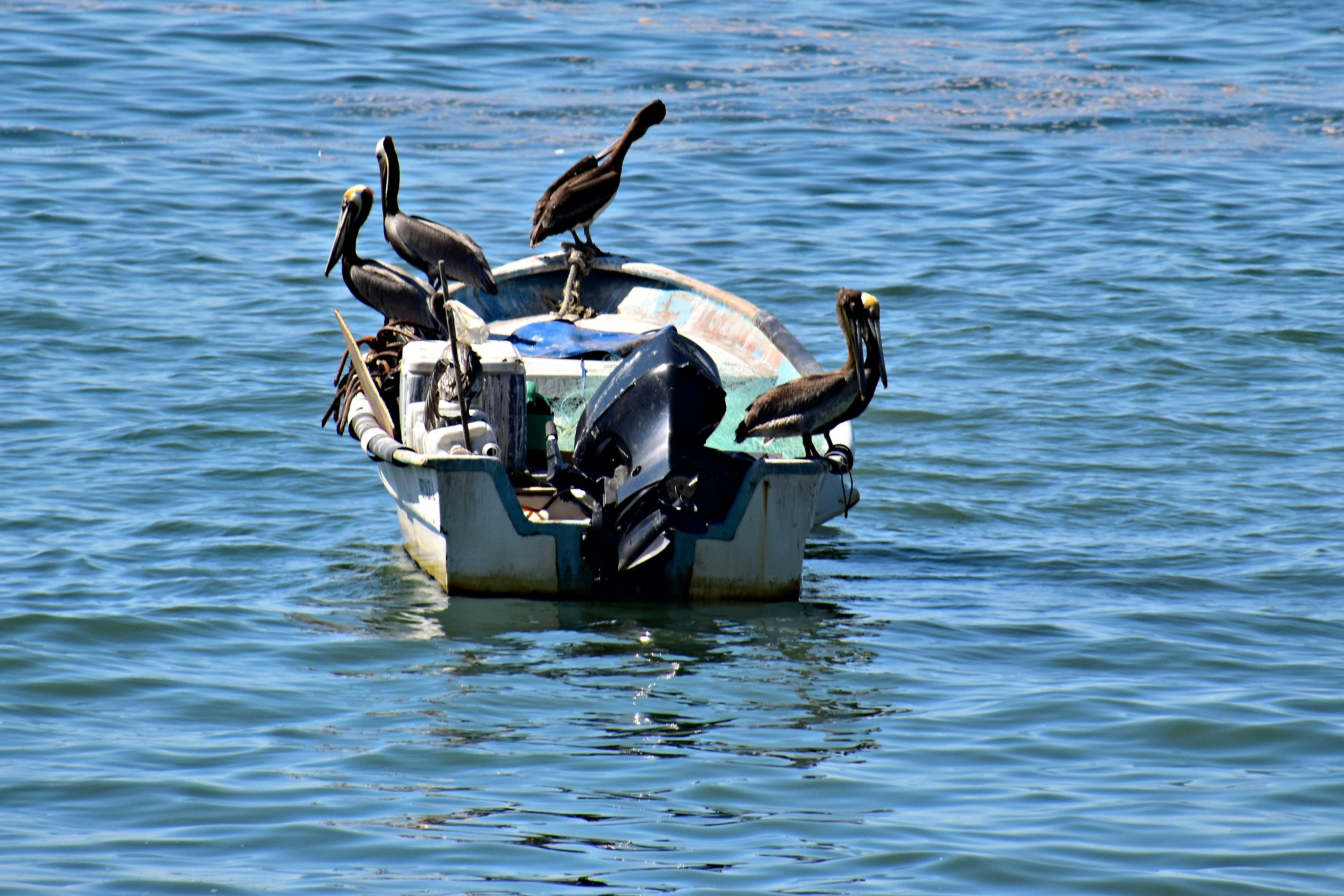 Pelican Elite Wheeled Cooler against a tranquil beach scene
