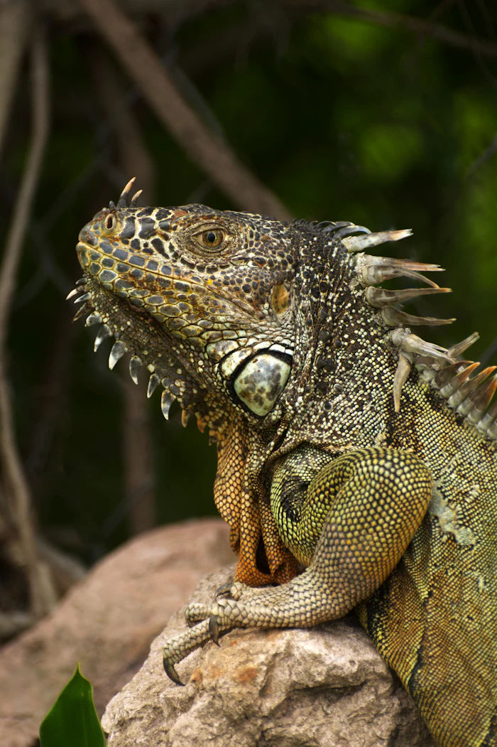 Rock iguana perched on a rock, similar to the endangered Turks and Caicos rock iguana on Little Water Cay