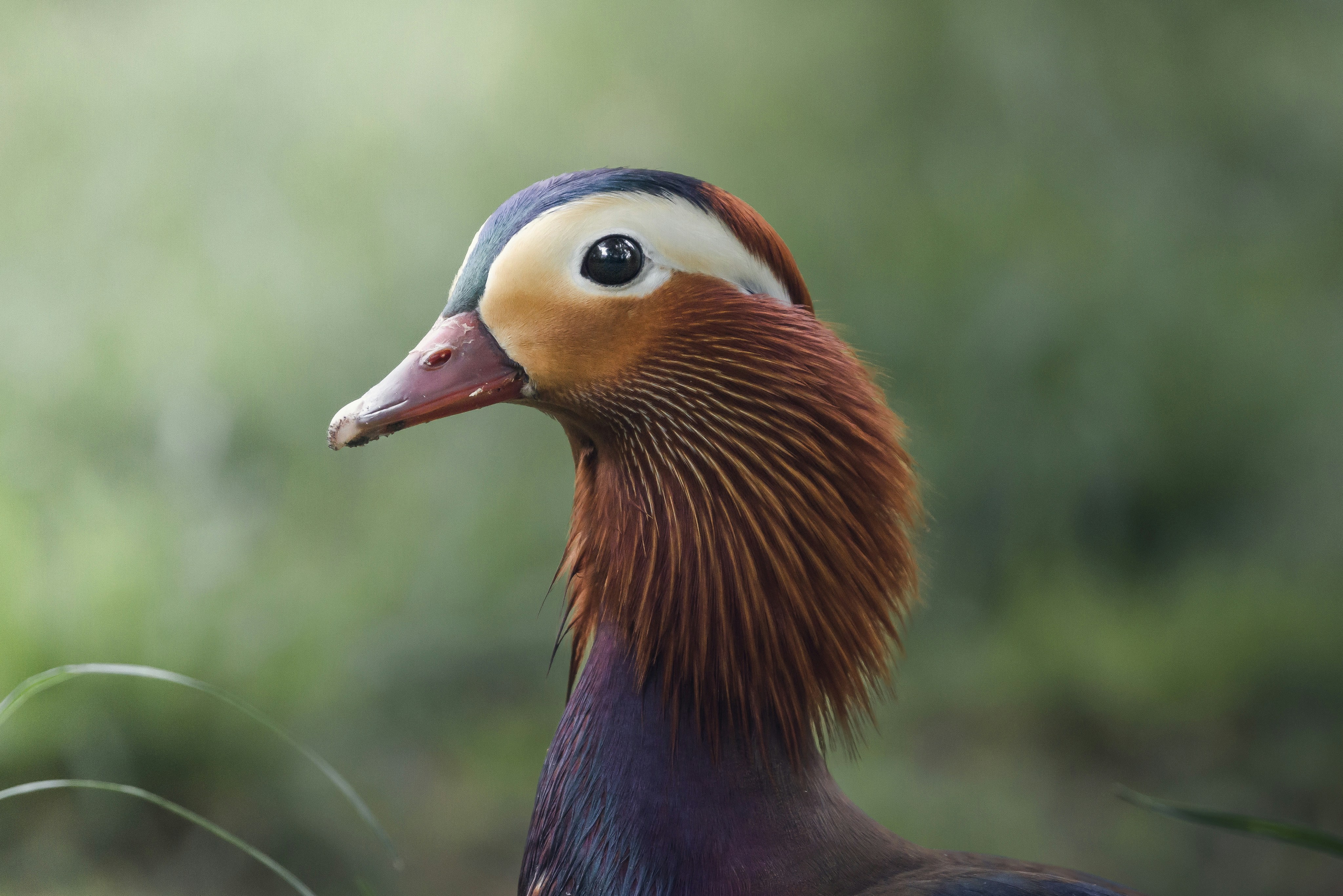 A beautiful mandarin duck looks proud in the image