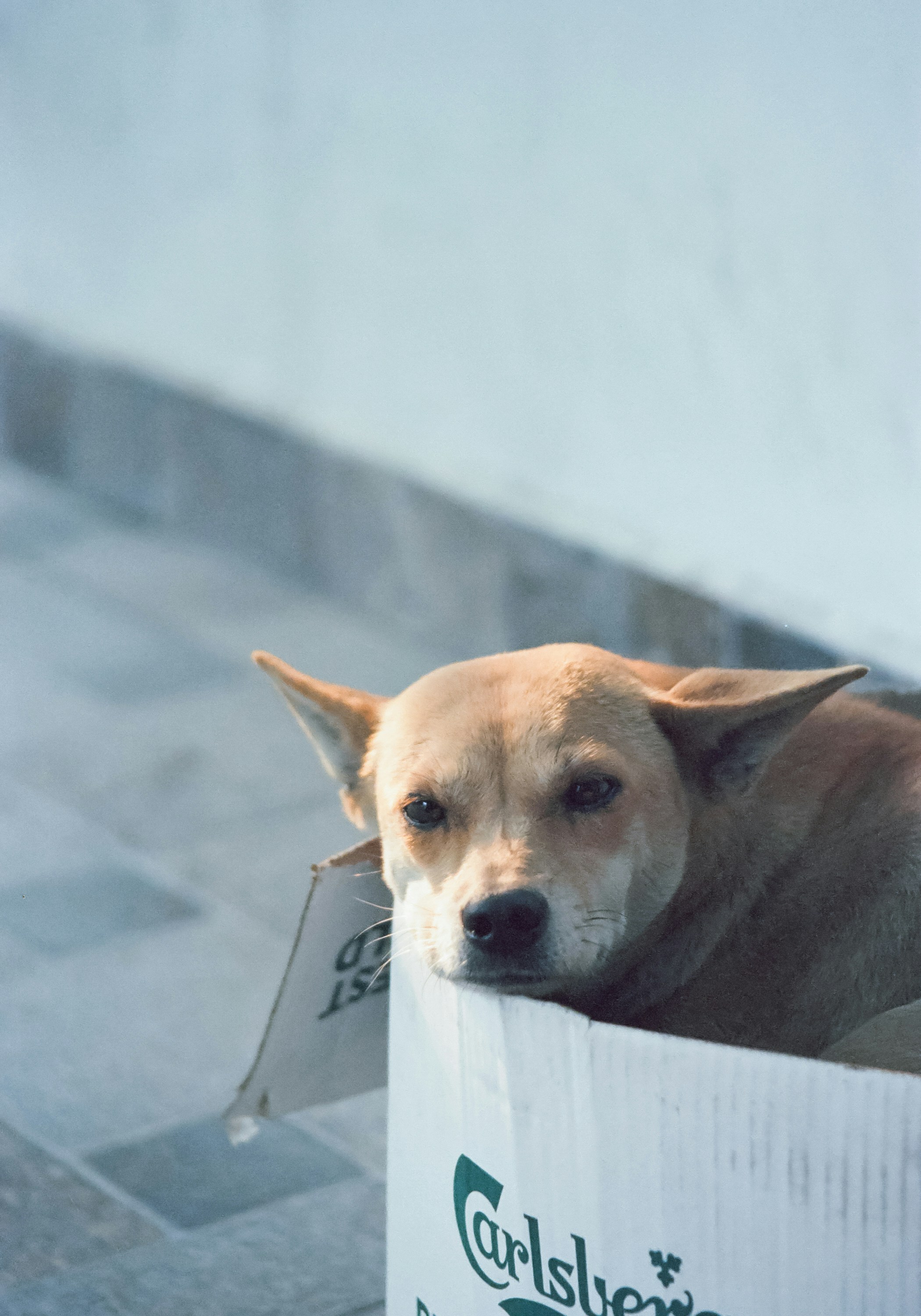 Dog rests inside a cardboard box