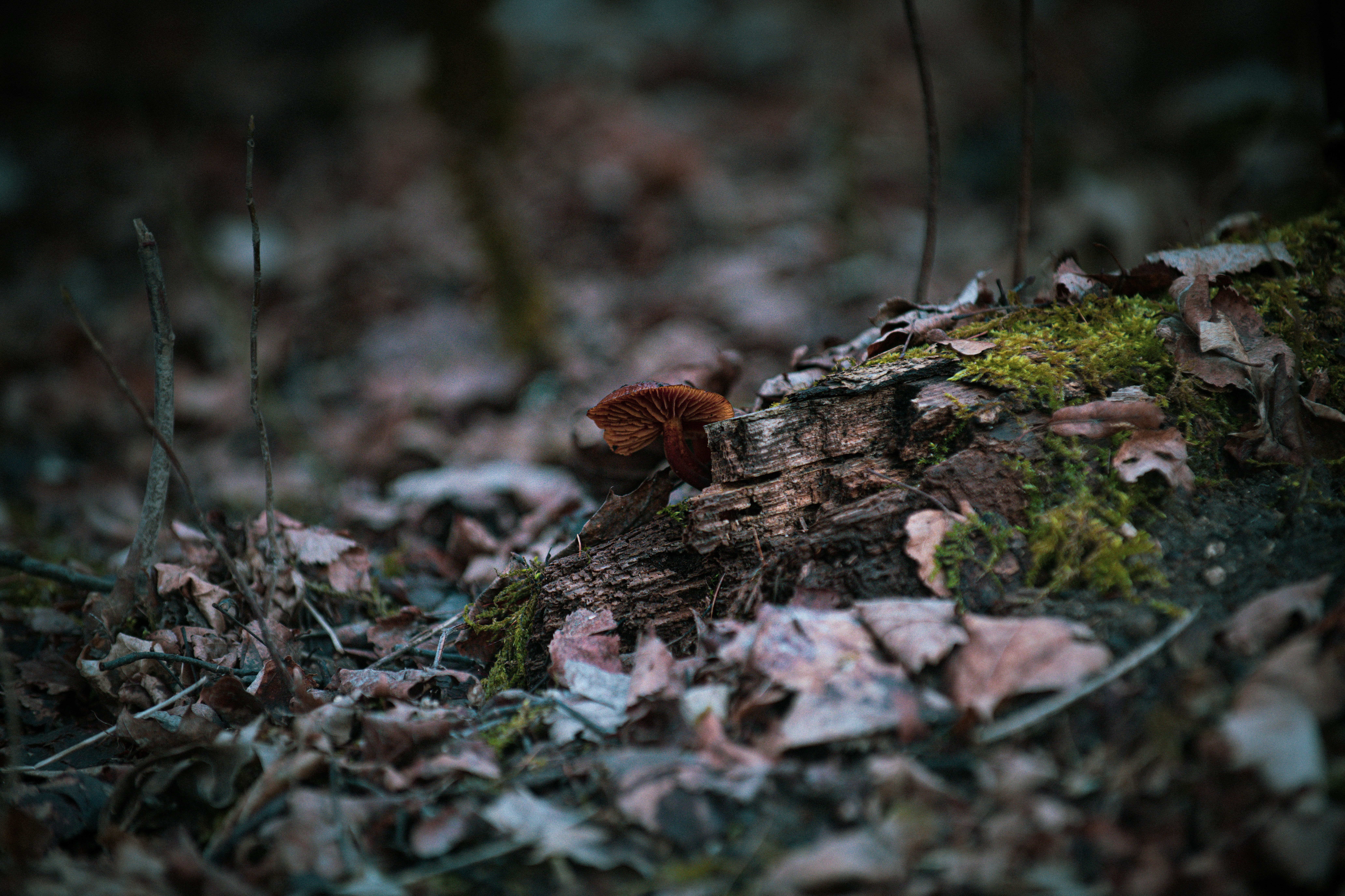 Photo by true_zuzu