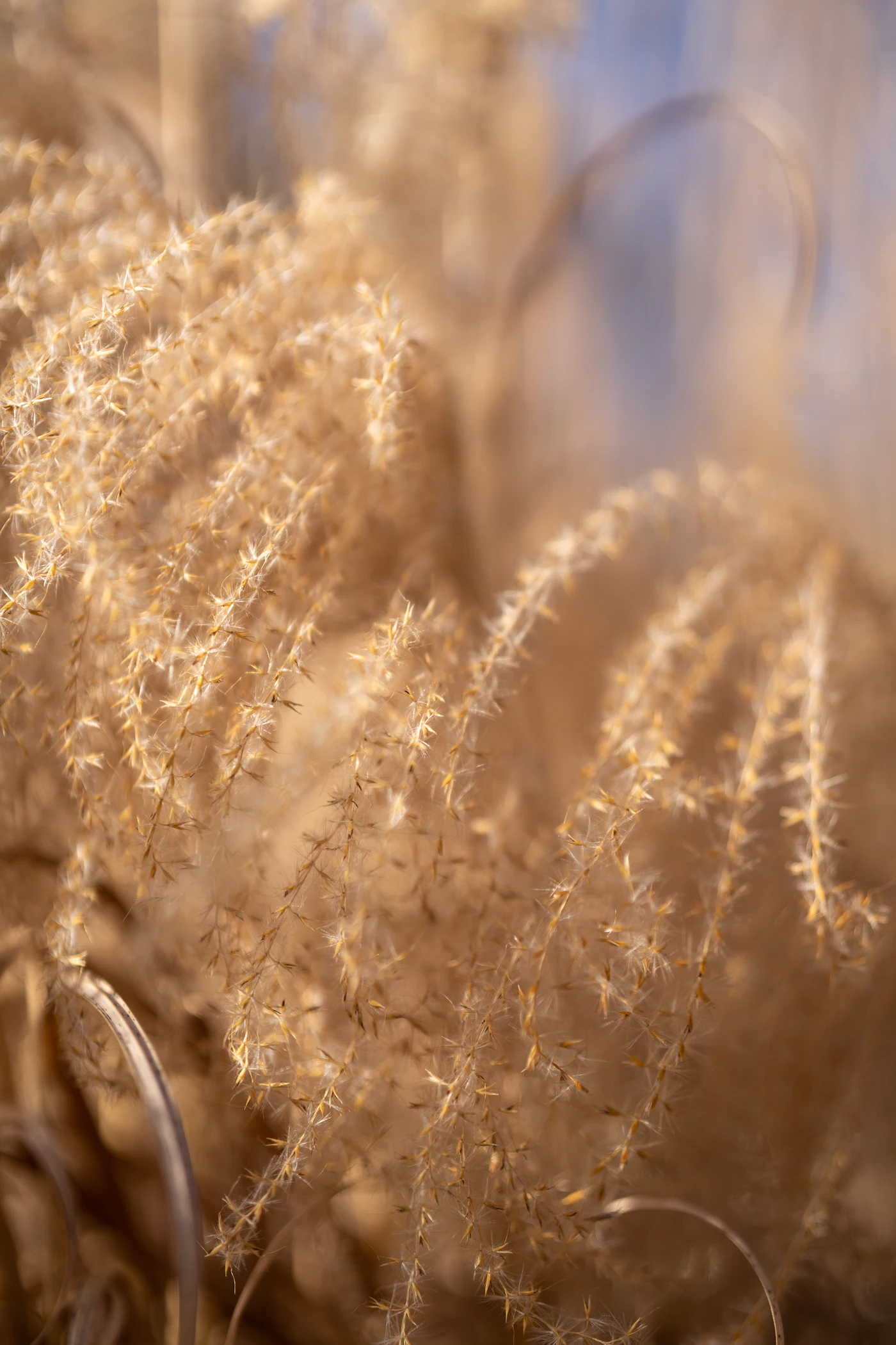 Des herbes délicates et duveteuses dans une lumière dorée très douce