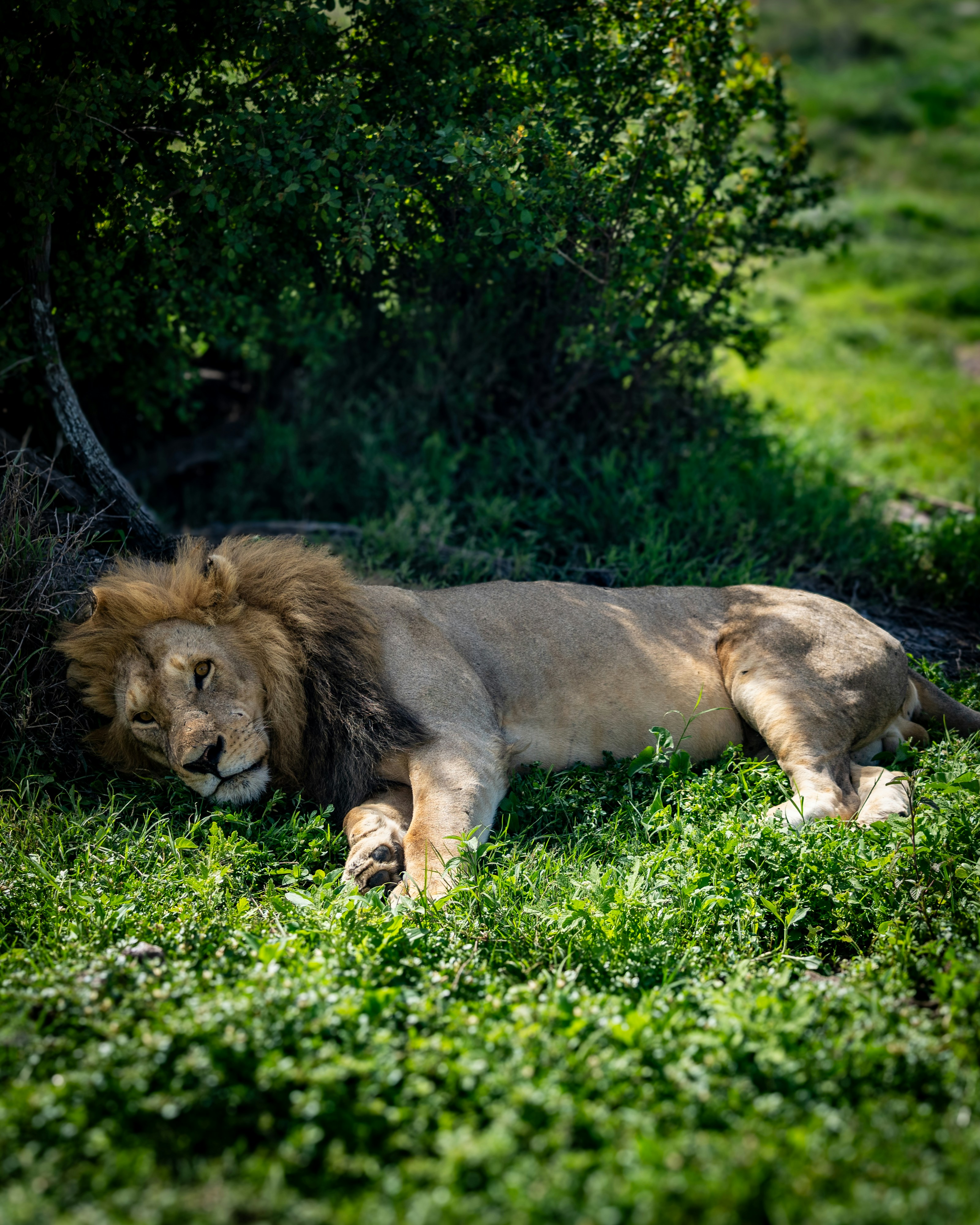 Conservation: Waiting for a Better Future (image credits: unsplash)