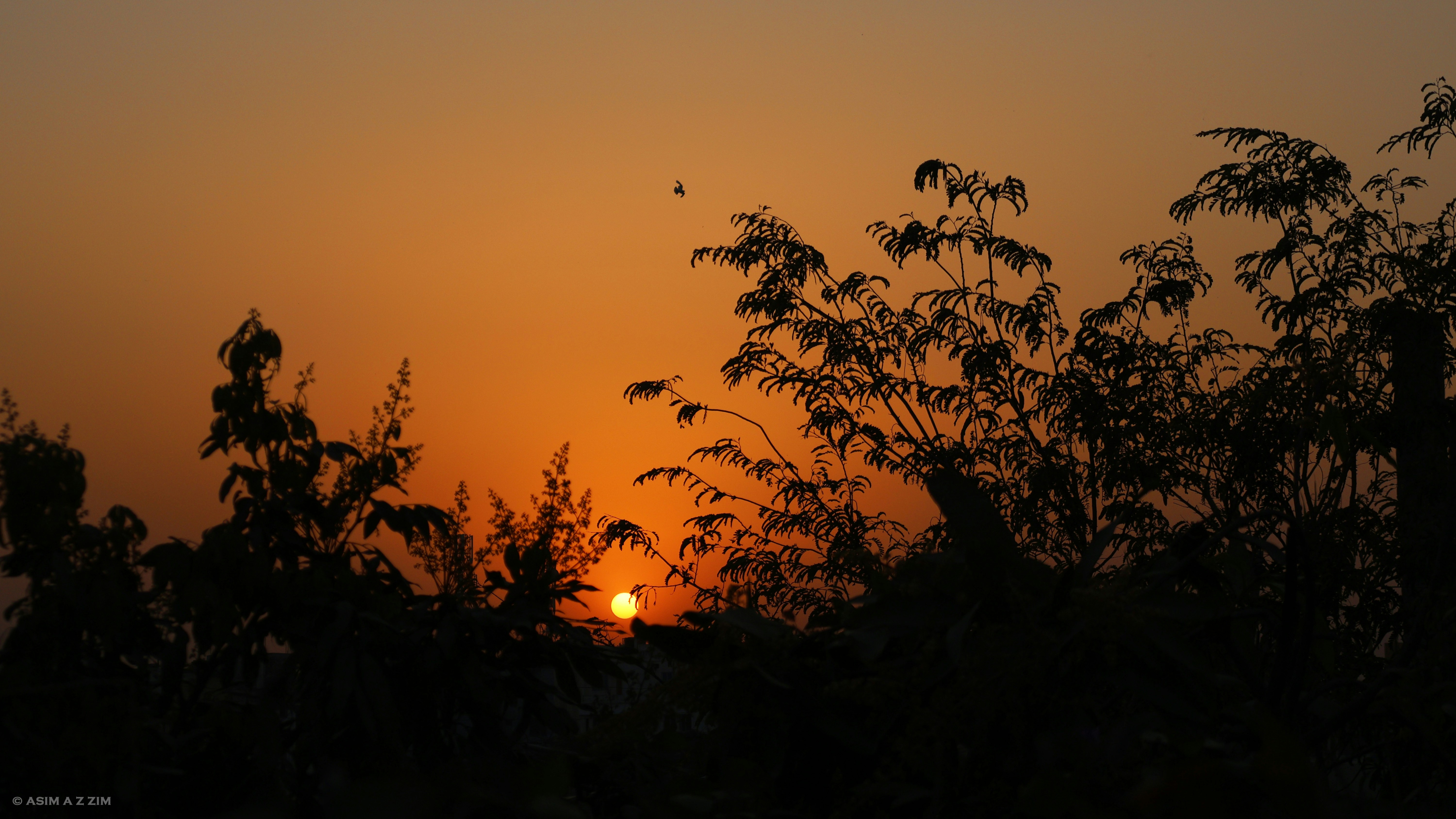 Photo by asimazzimphotography