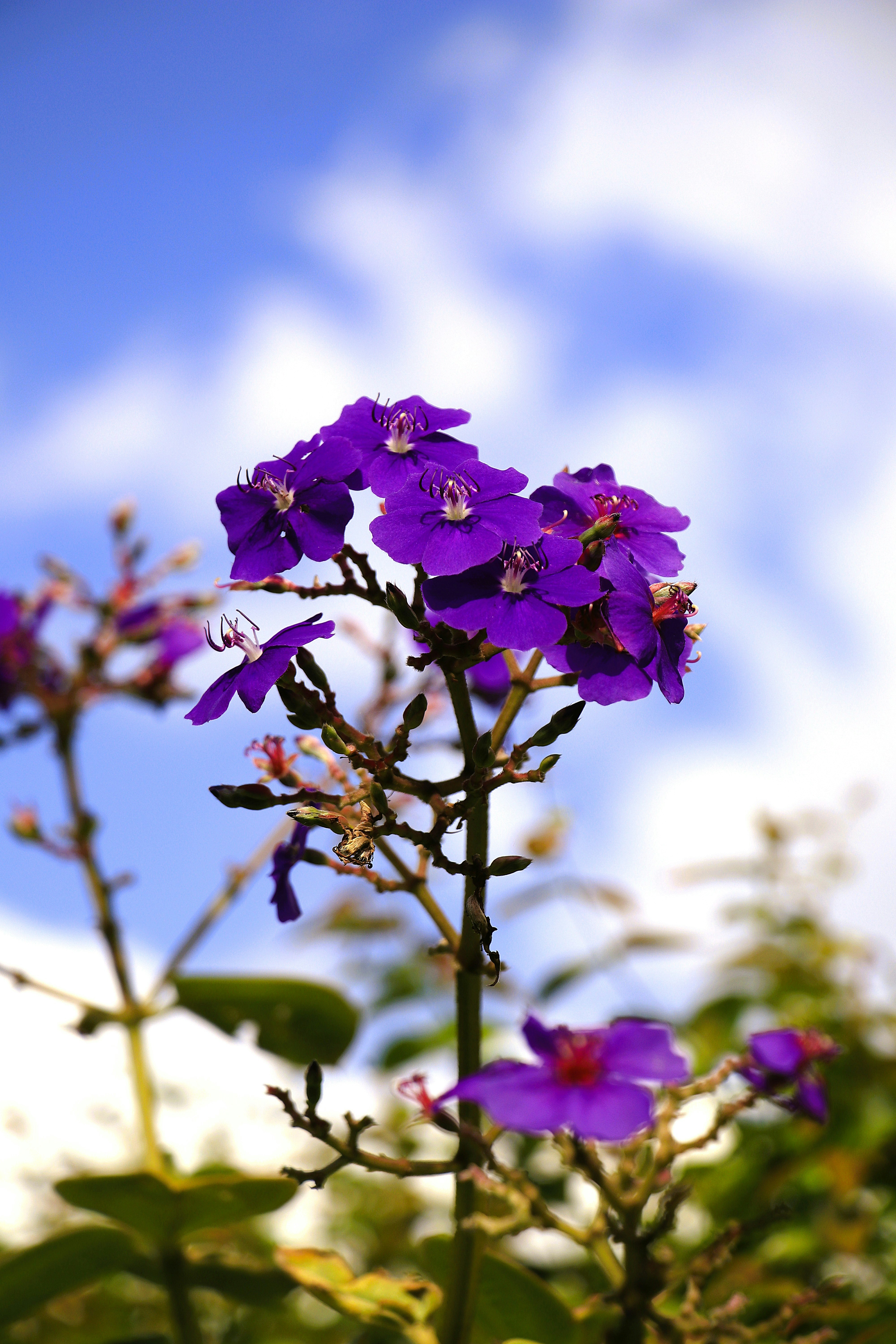 Guarita Park - purple flowers on the path