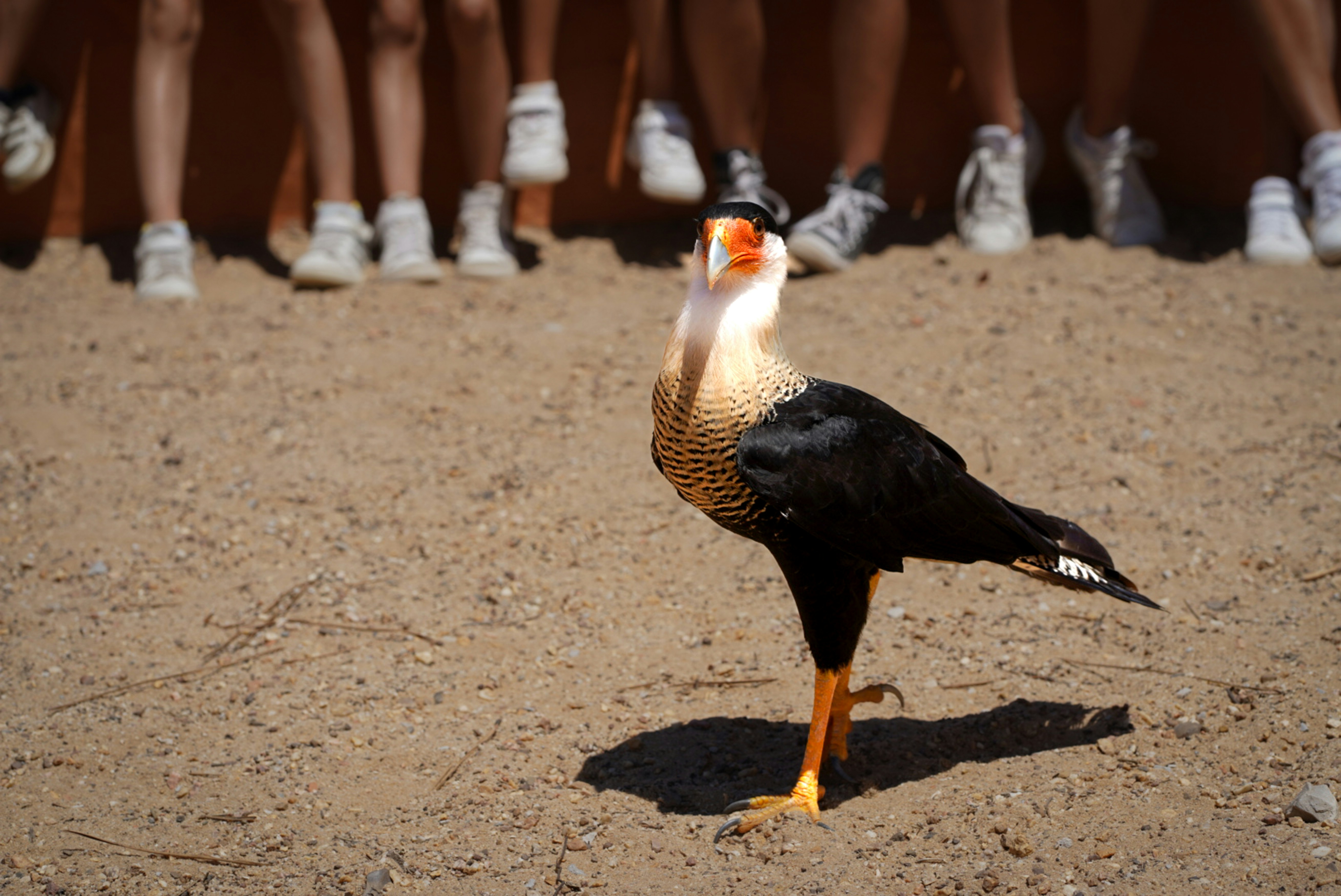 Bird performs in front of audience on sand.
