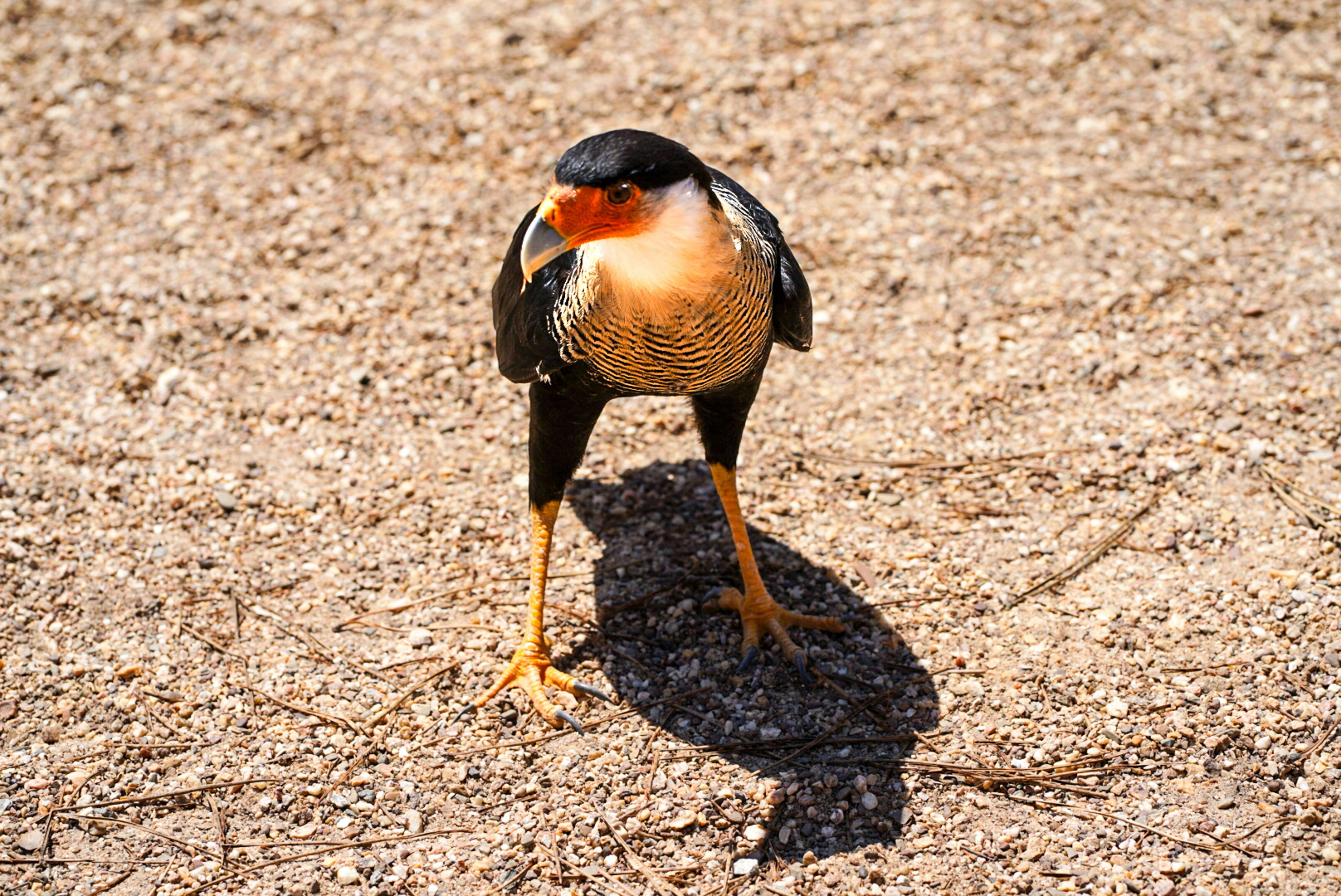 A crested caracara bird stands on the ground.