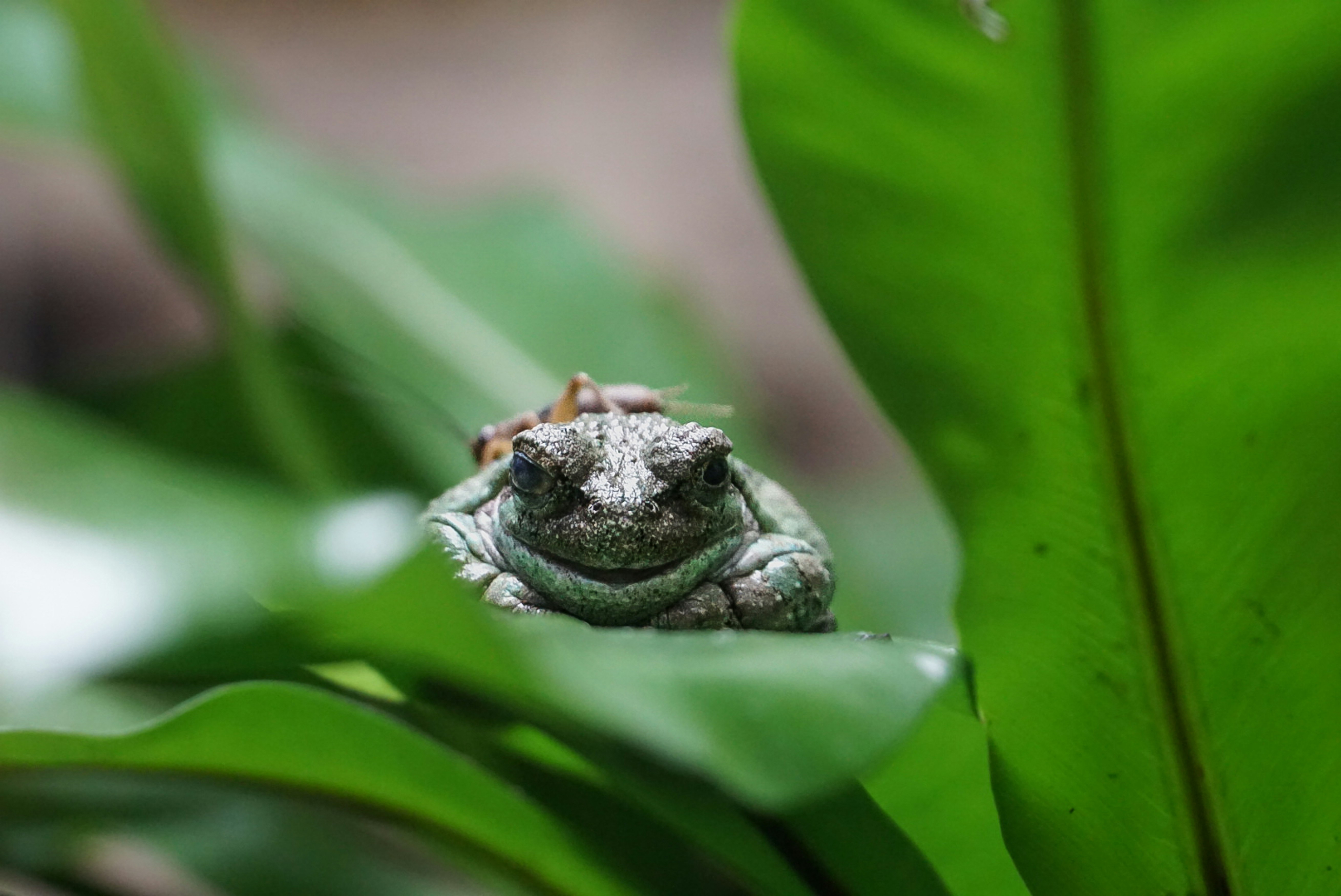A smiling frog rests on a green leaf.