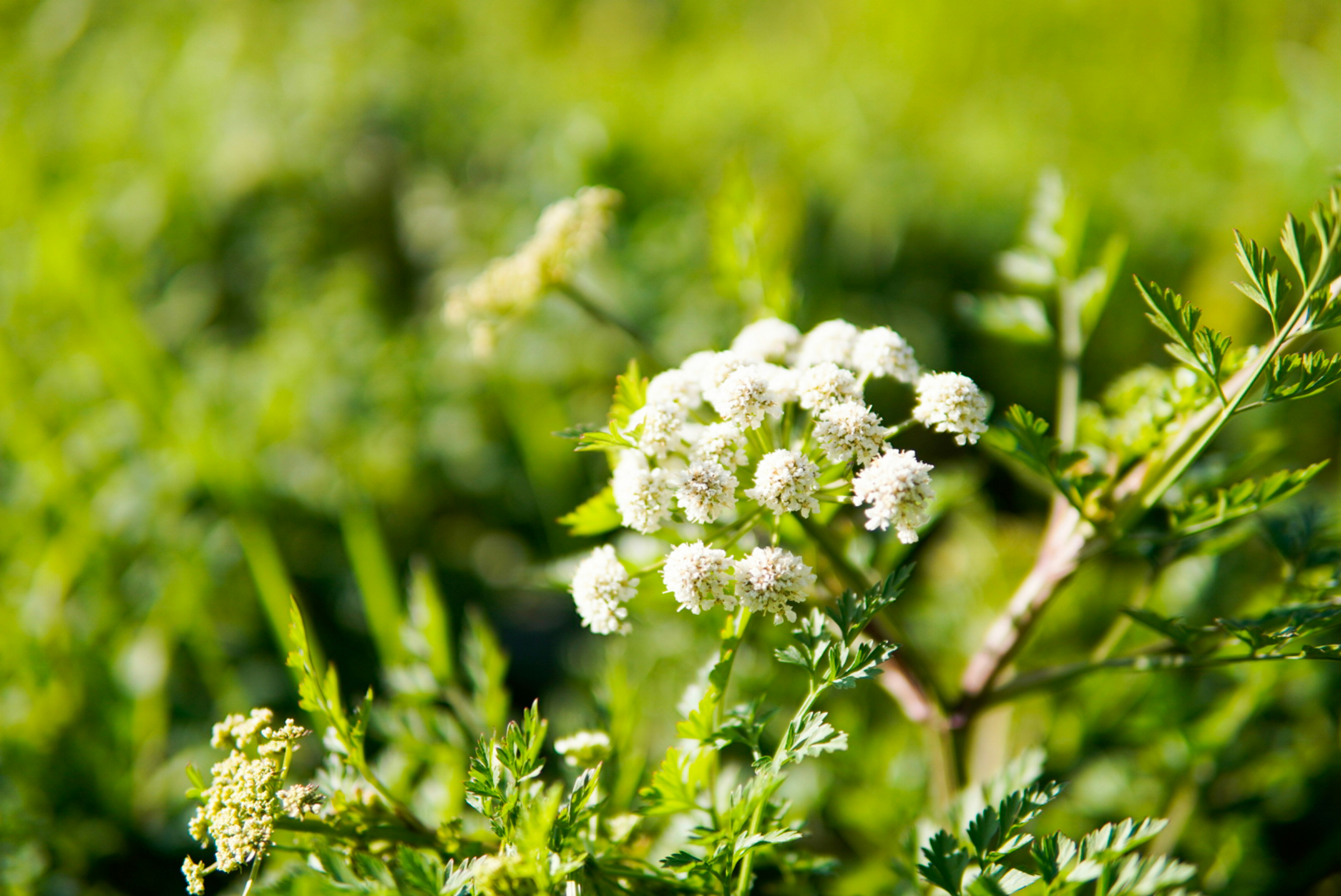 White flowers bloom among lush green plants.