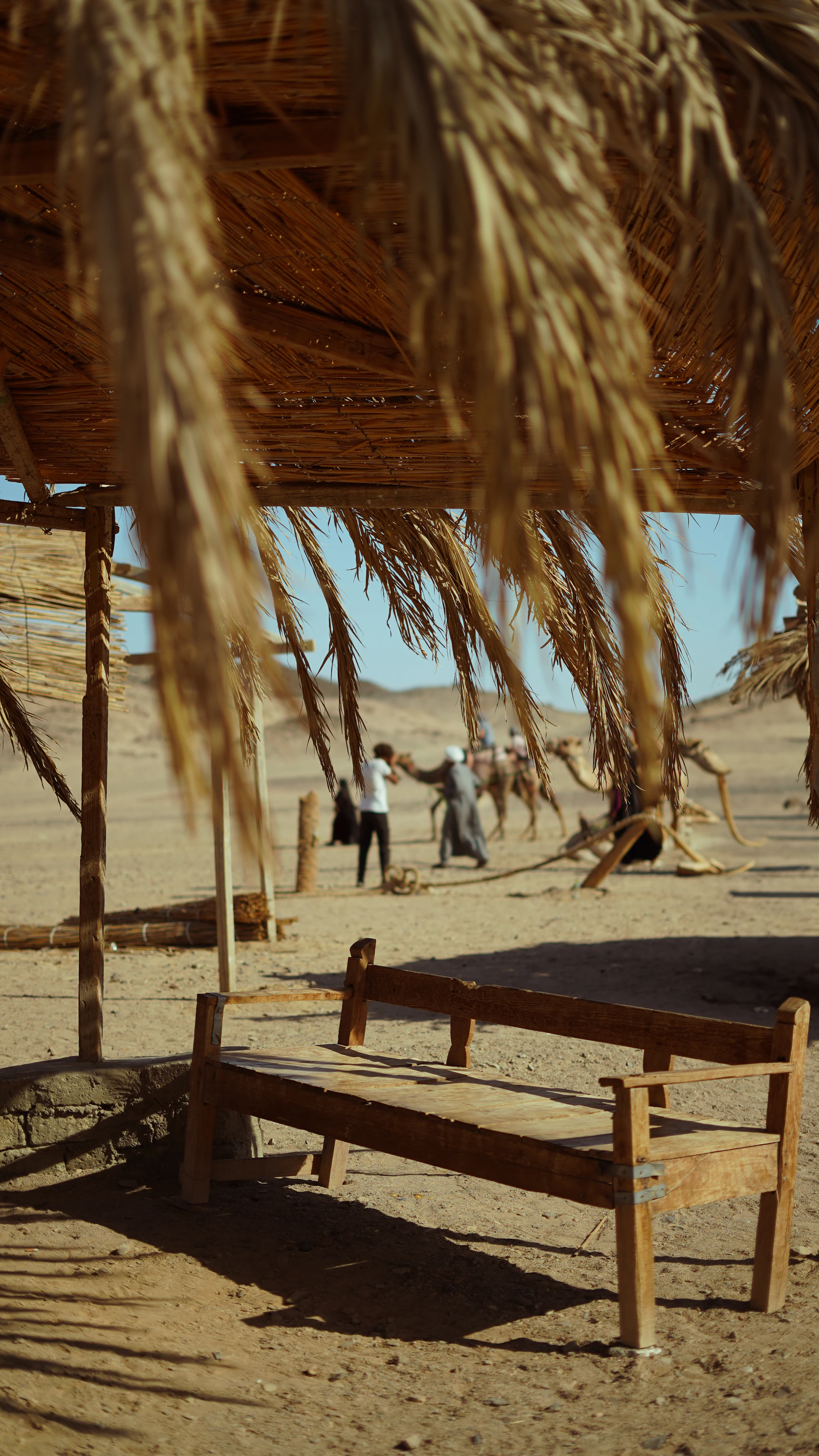 Desert scene with bench and camels in the background.