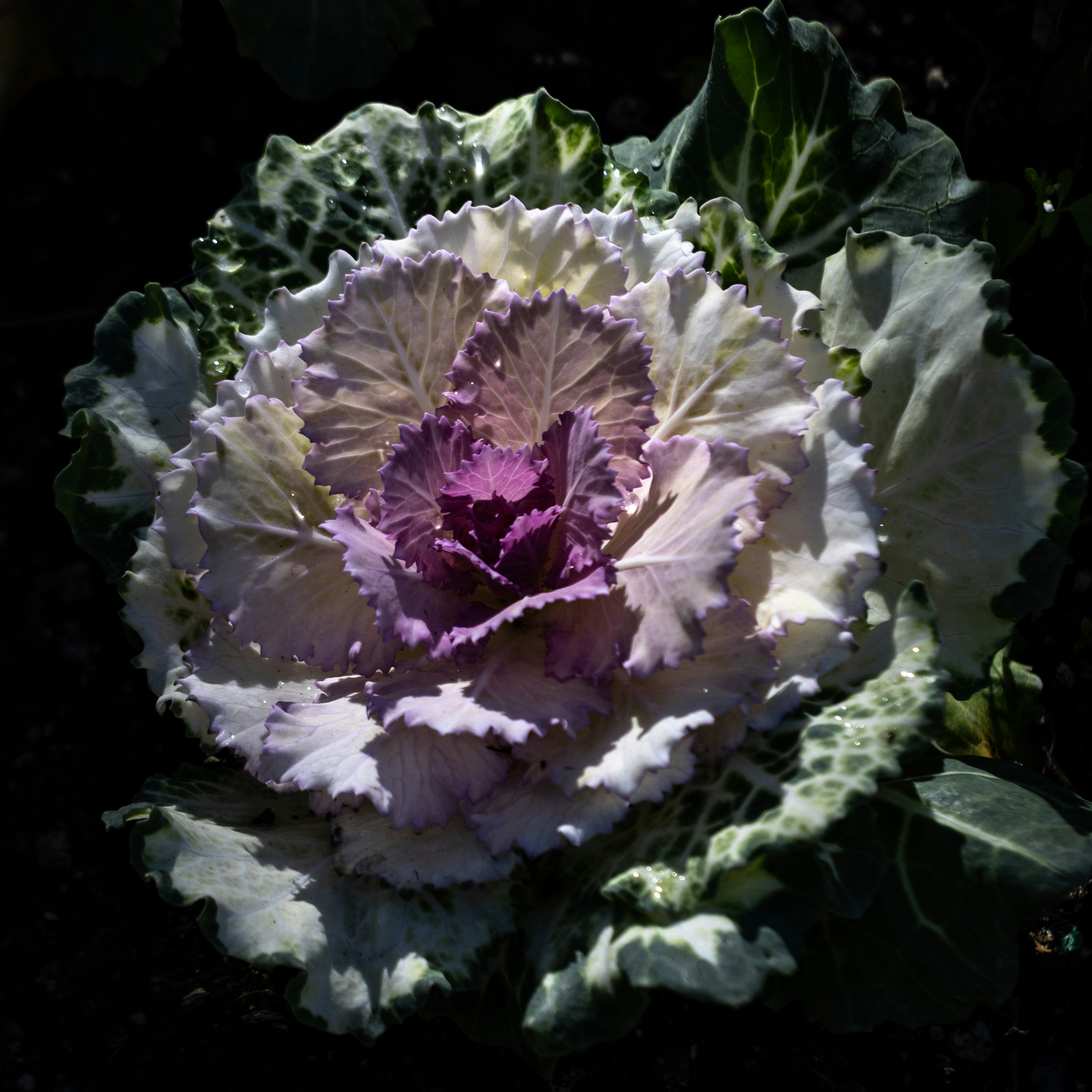 Cauliflower