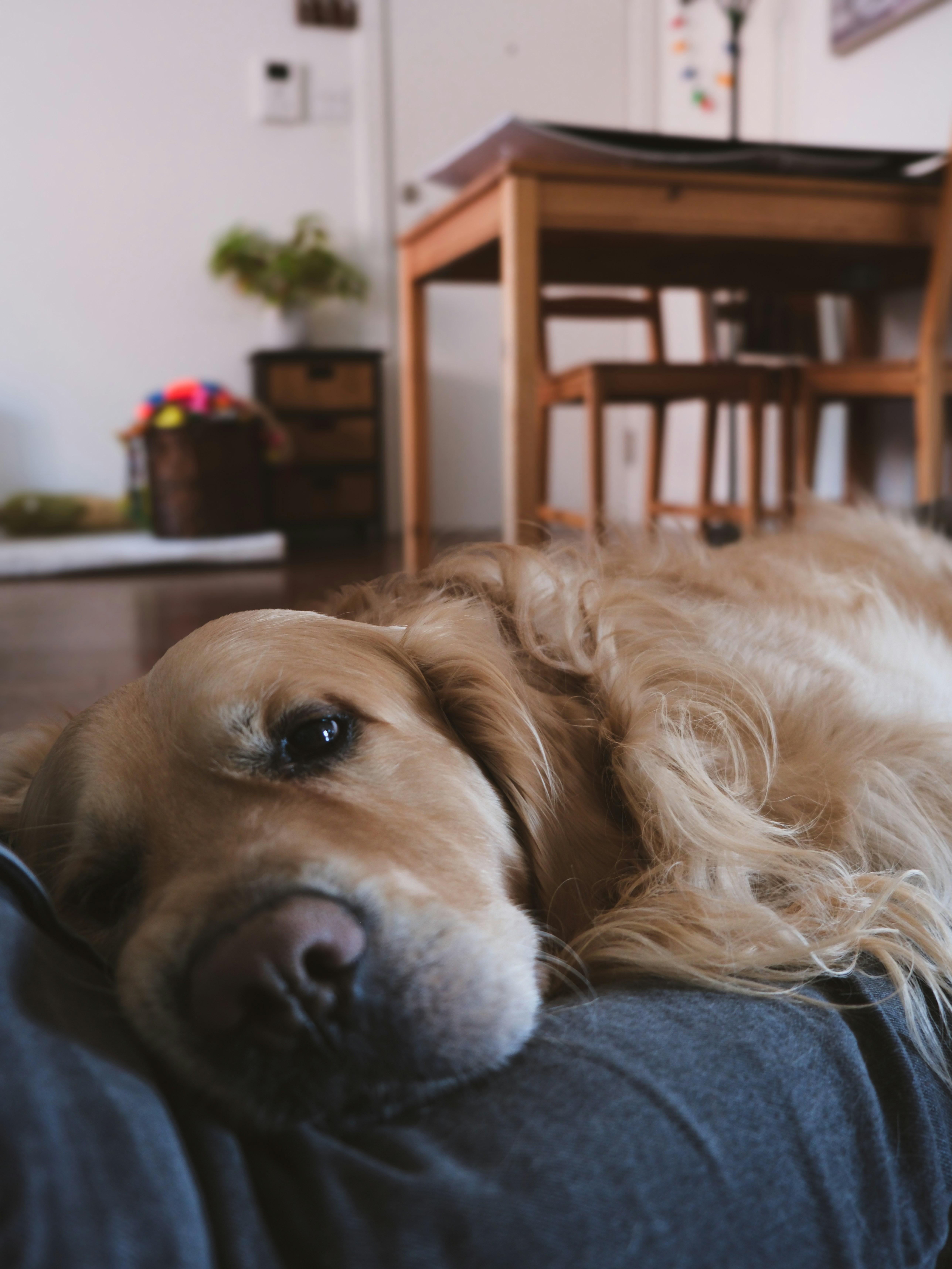A golden retriever rests comfortably inside.