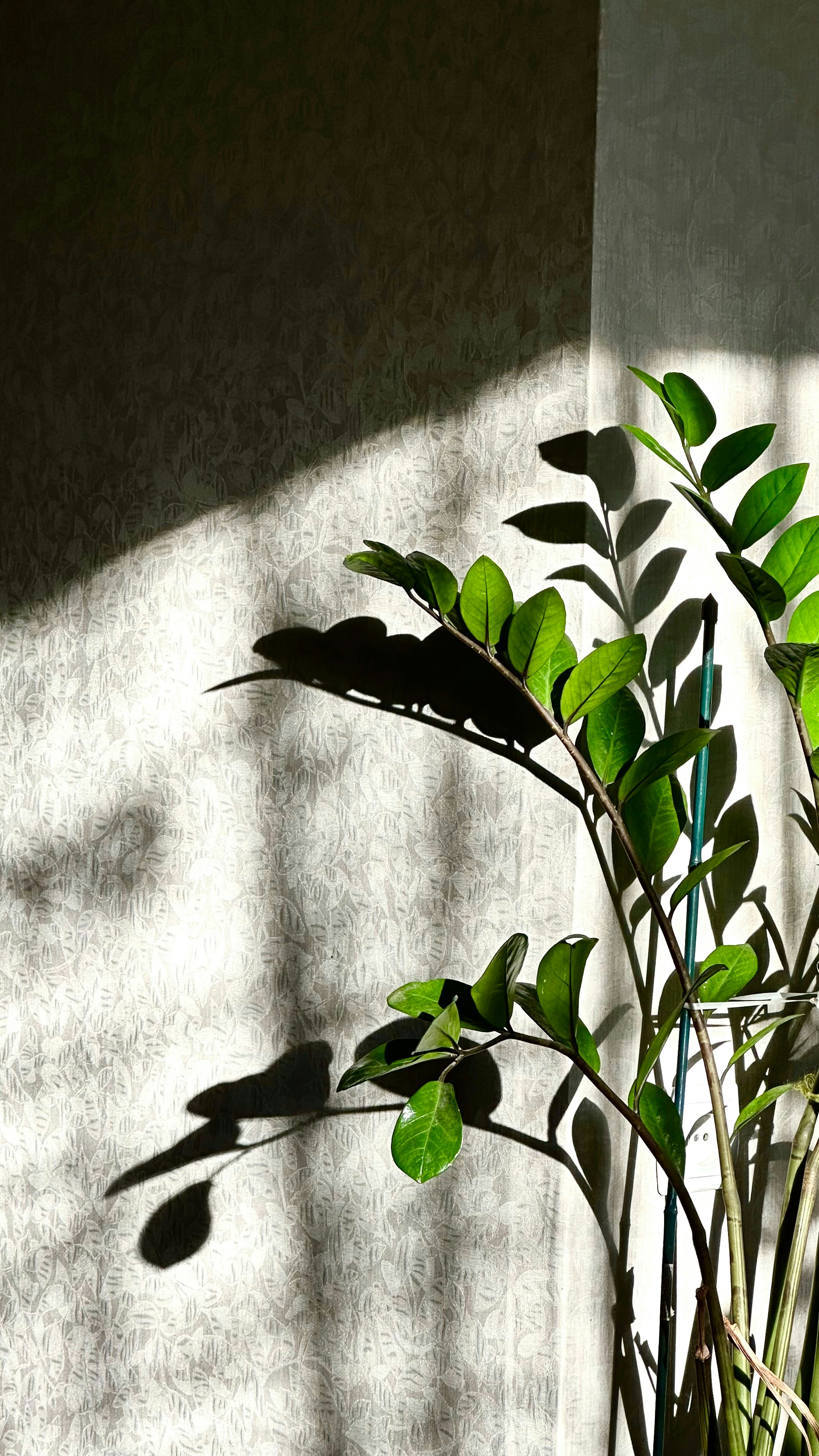 A luz do sol projeta sombras em uma planta de casa frondosa.