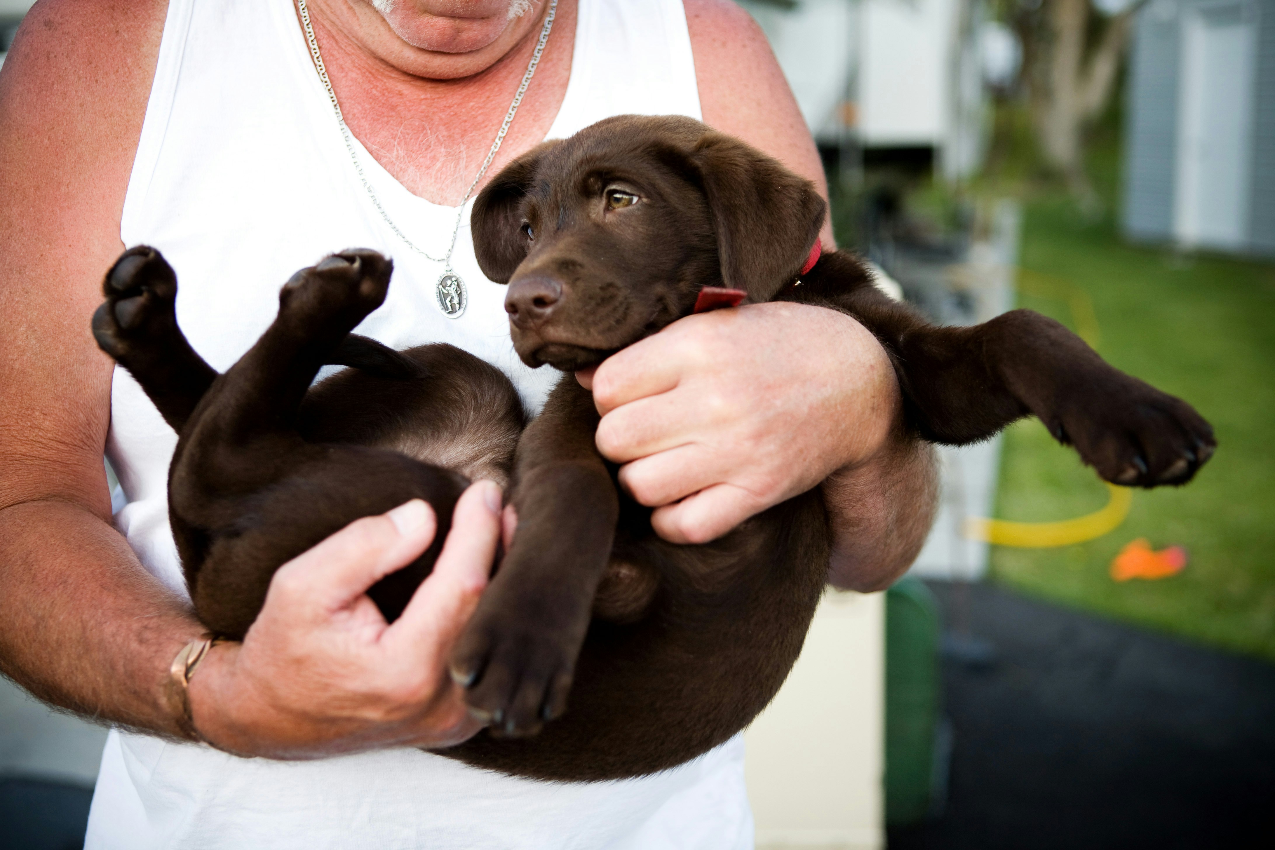 Eine Person hält einen braunen Welpen auf dem Arm.