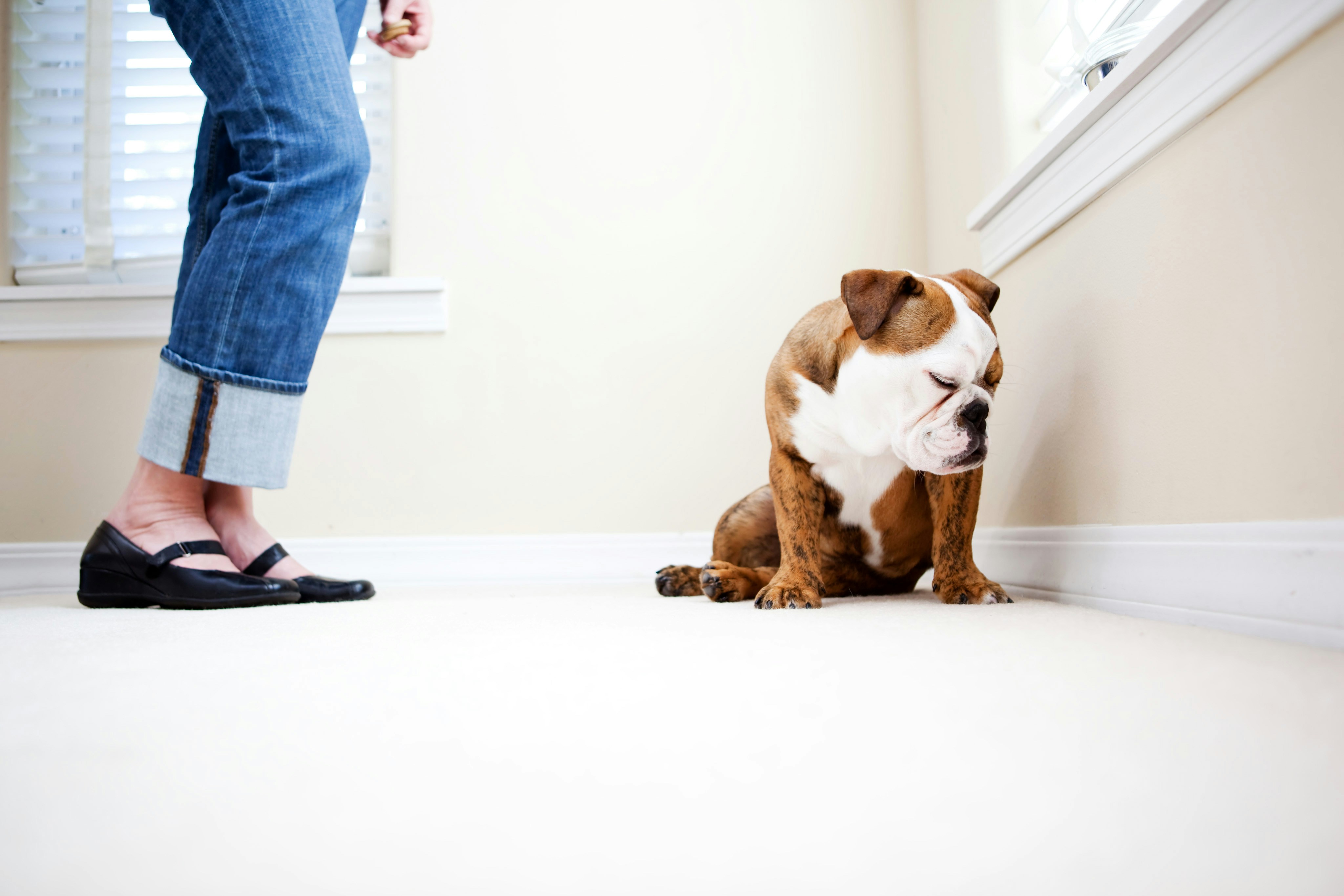 A dog sits in a corner, looking guilty.